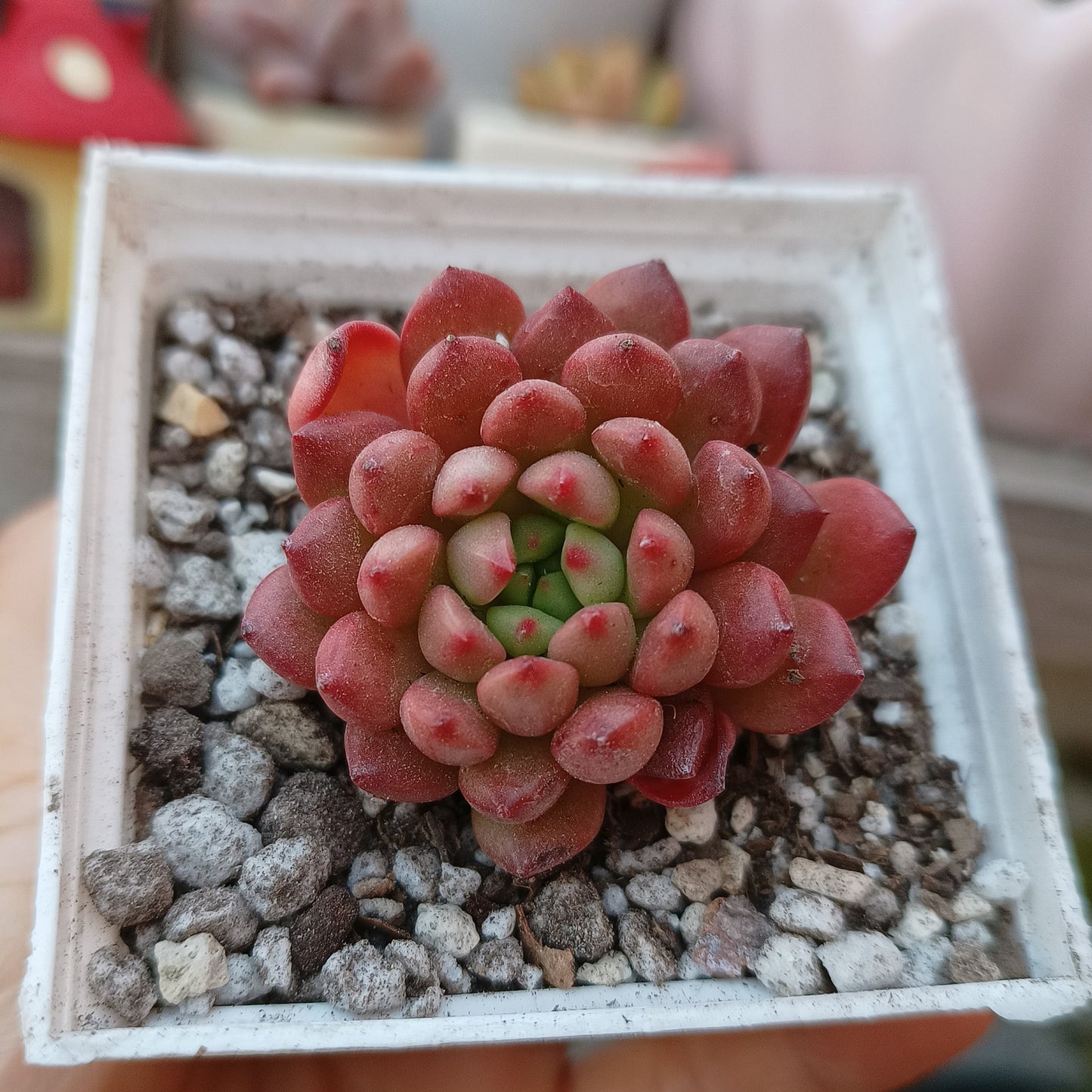 Graptoveria 'Bashful'