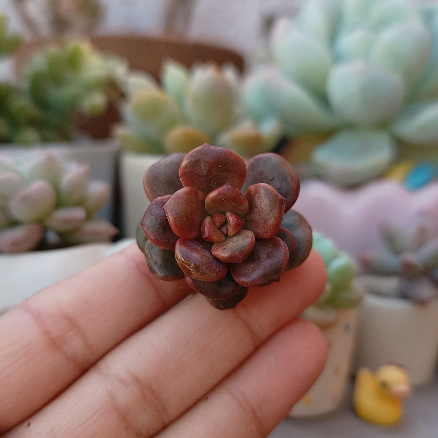 Graptosedum 'Adria Bubbaloo'