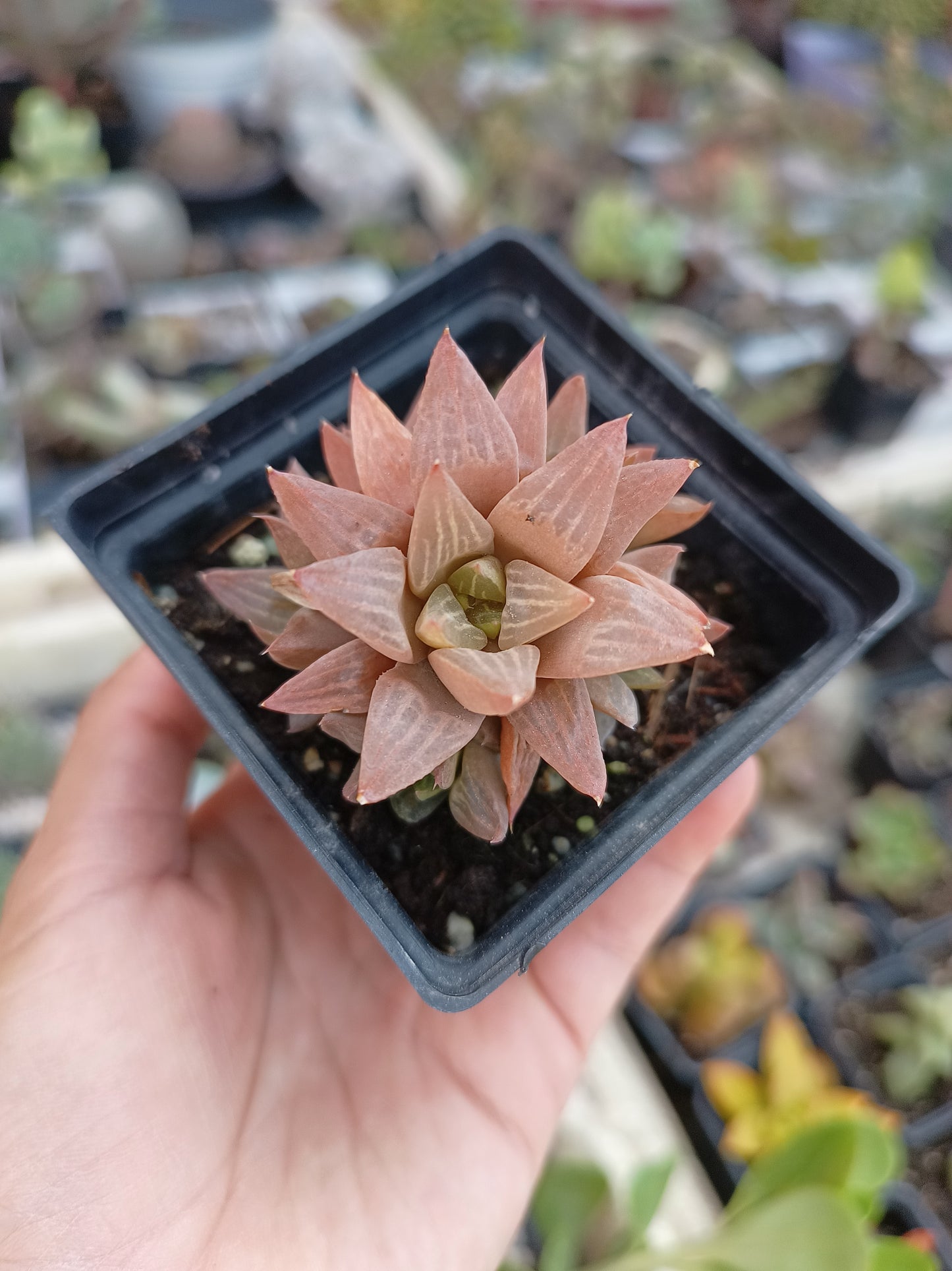 Haworthia retusa