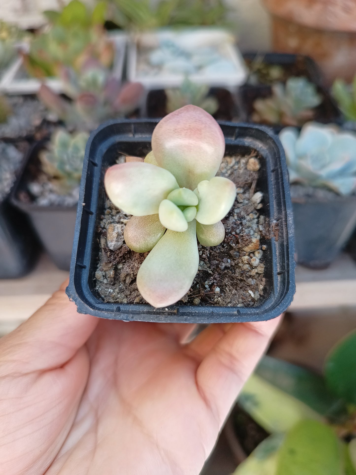 Echeveria 'Ruby Dona'