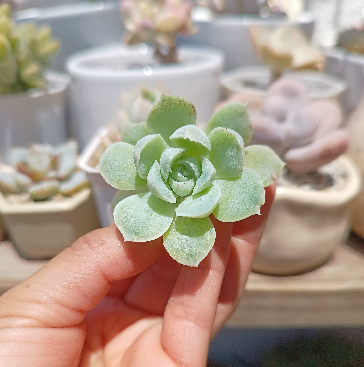 Echeveria 'Ice Rose' 🇰🇷