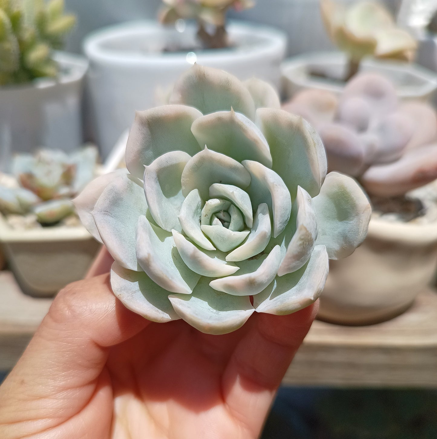 Echeveria 'Mexican Snowball' Variegata