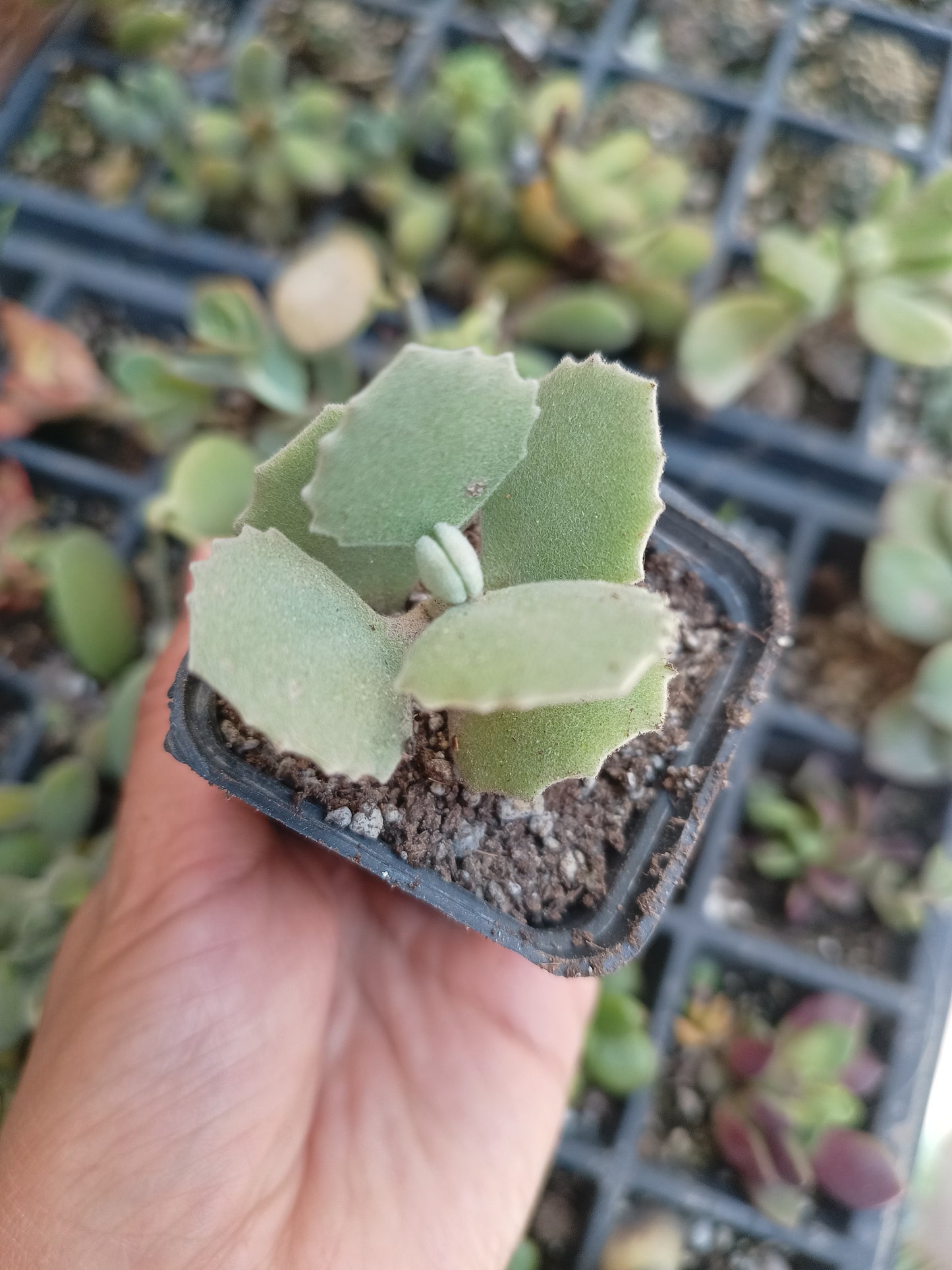 kalanchoe millotii