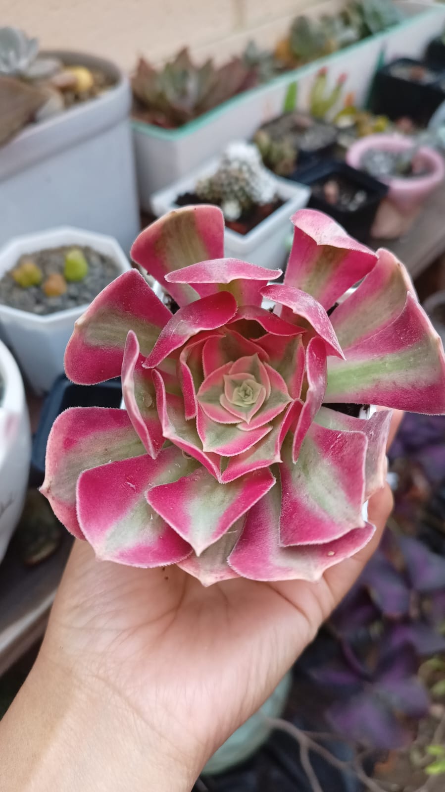 Aeonium 'Pink Witch'