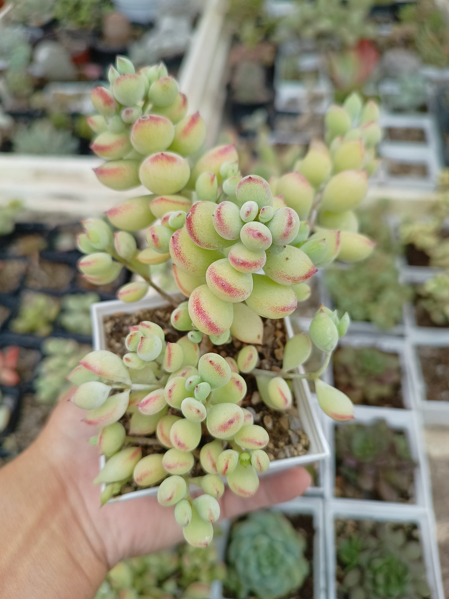 Cotyledon pendens