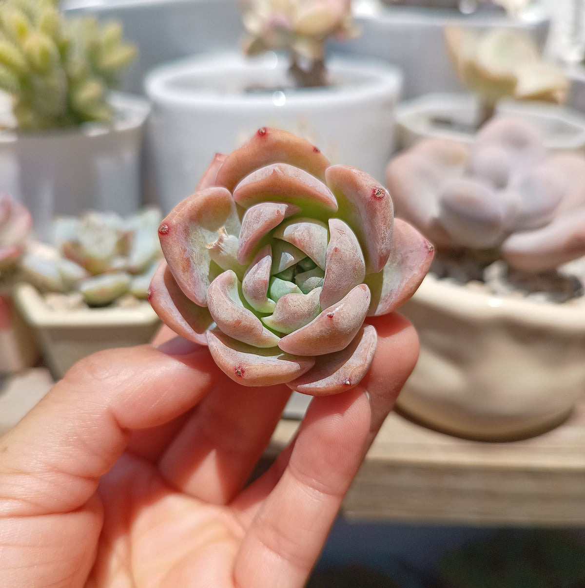Echeveria 'Pure Love'