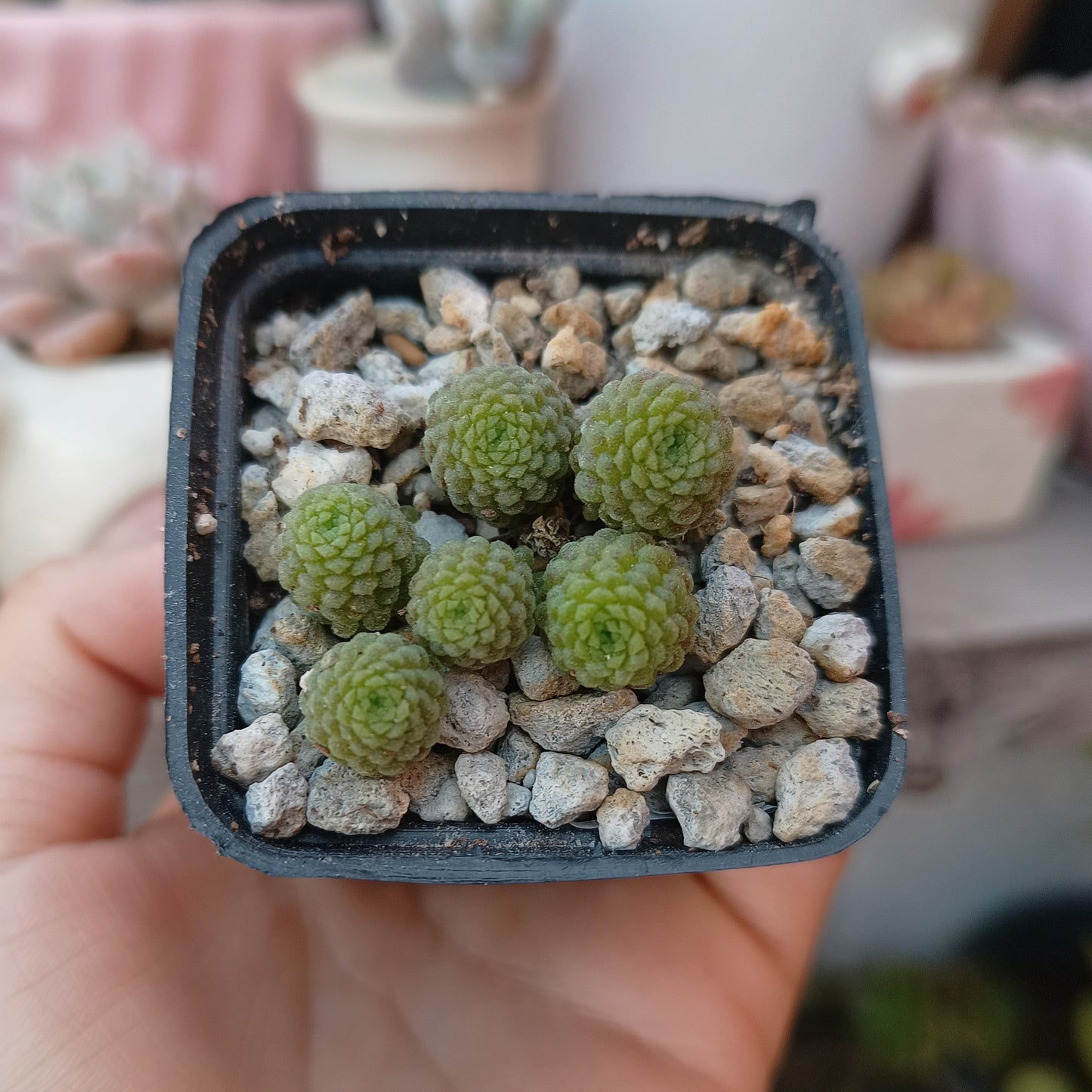 Monanthes polyphylla