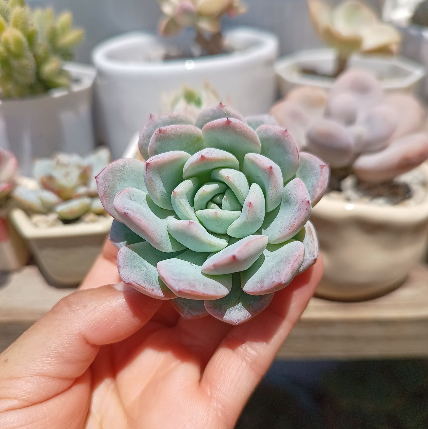 Echeveria 'Werther'