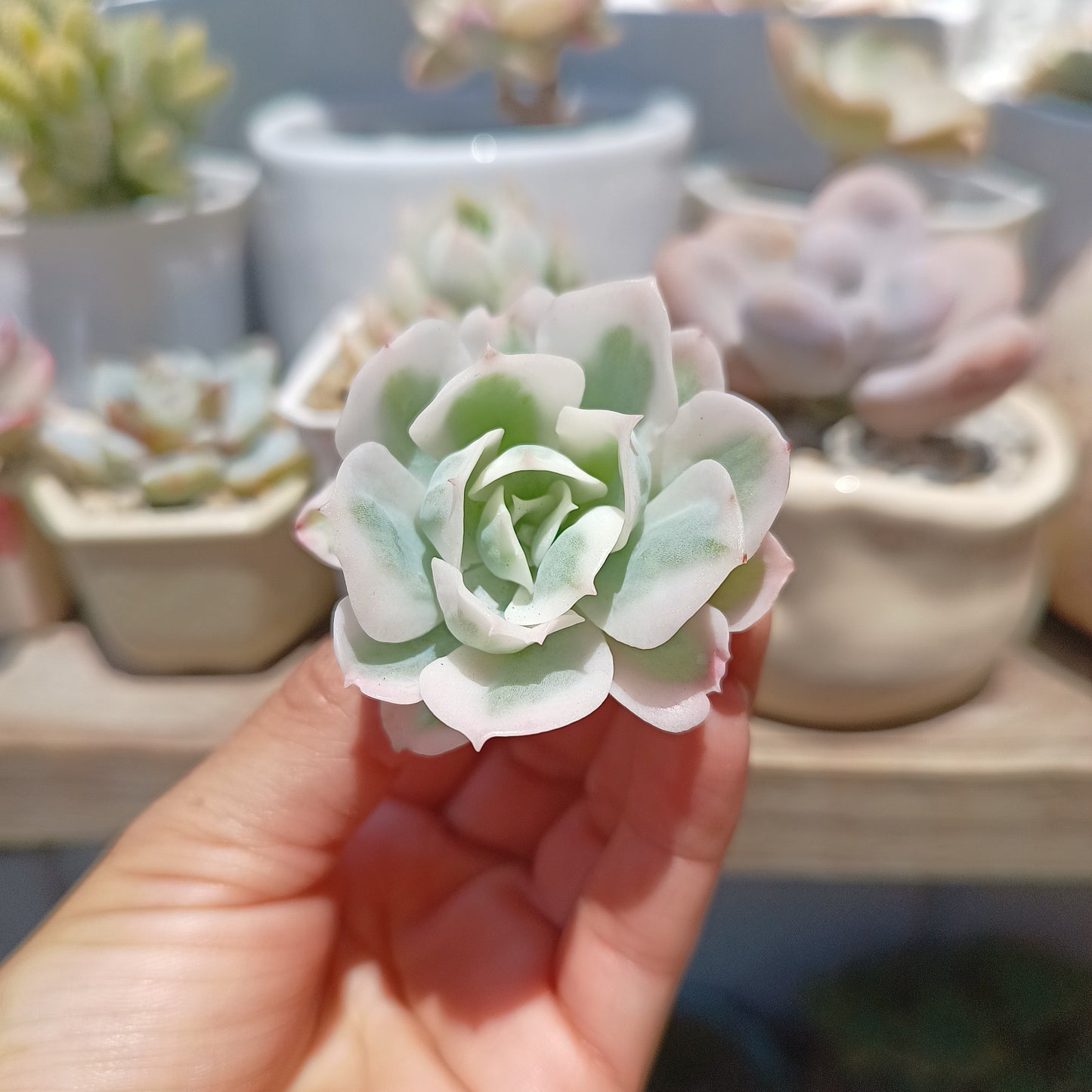 Echeveria 'Lemon Rose'