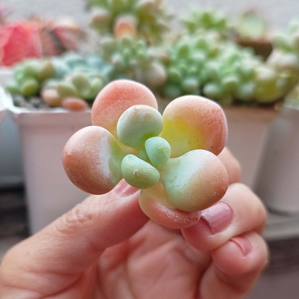 Graptosedum 'Snowflake Miul'