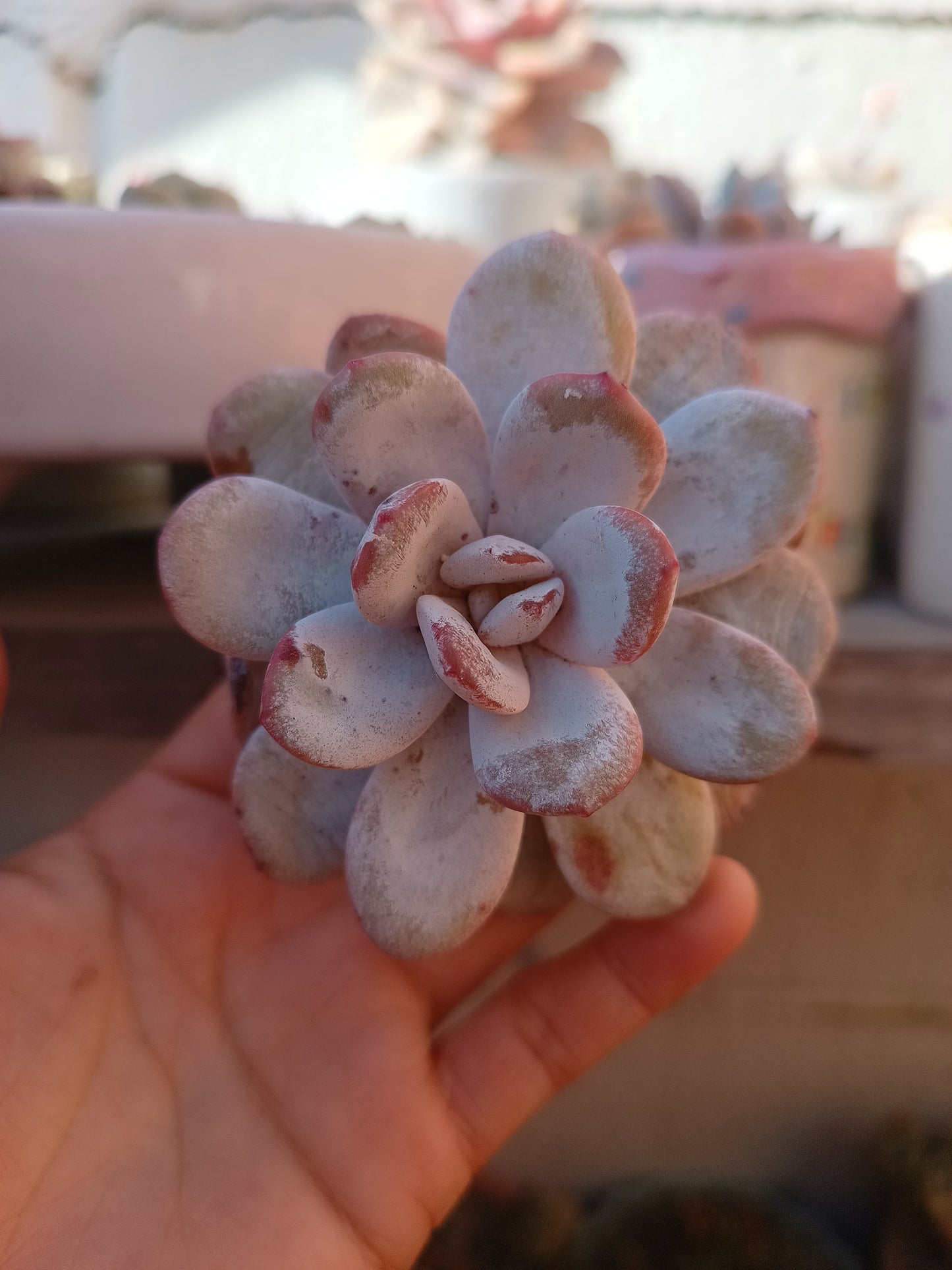 Echeveria laui 🩷
