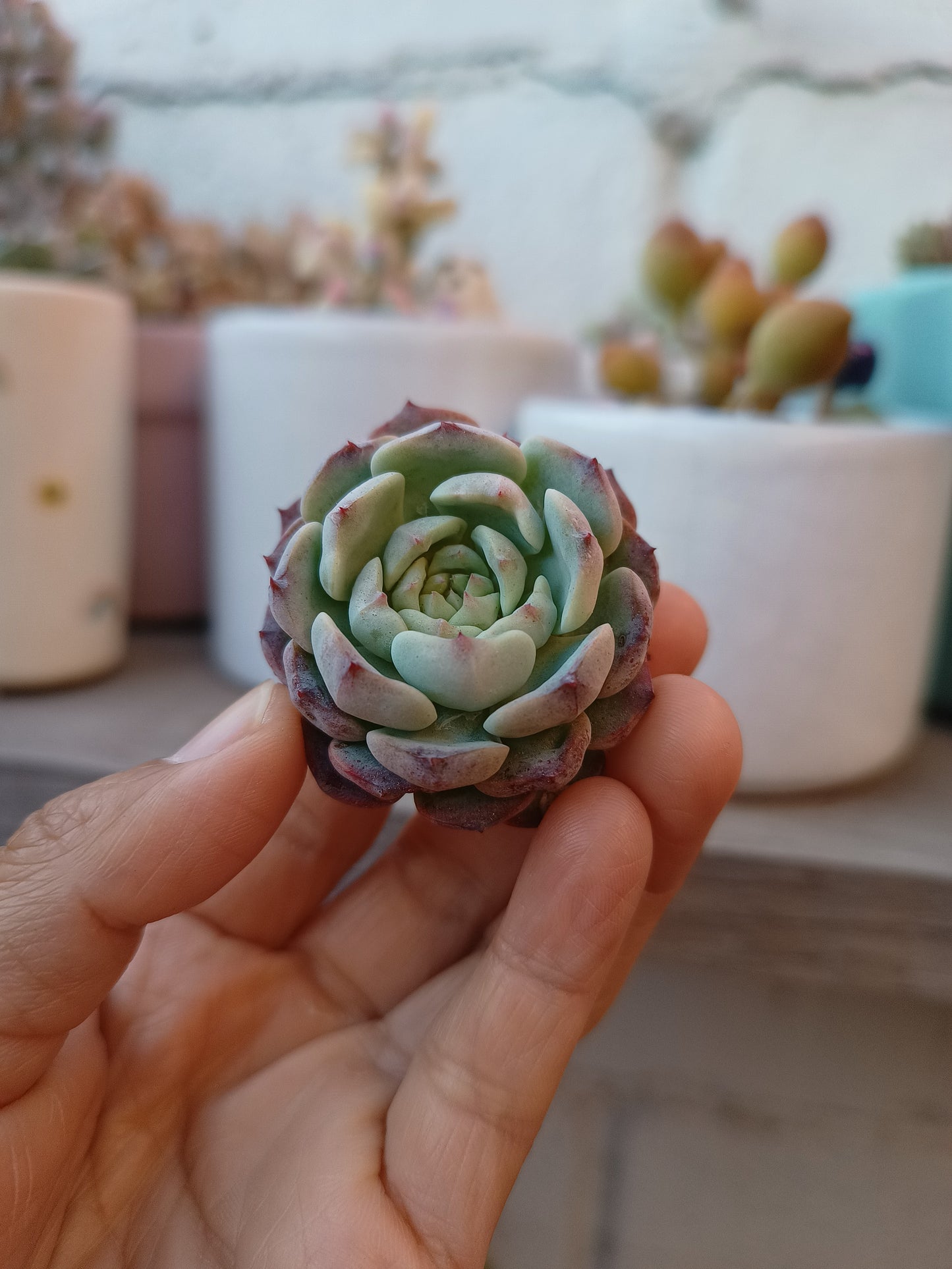 Echeveria 'Michelin' 🇰🇷