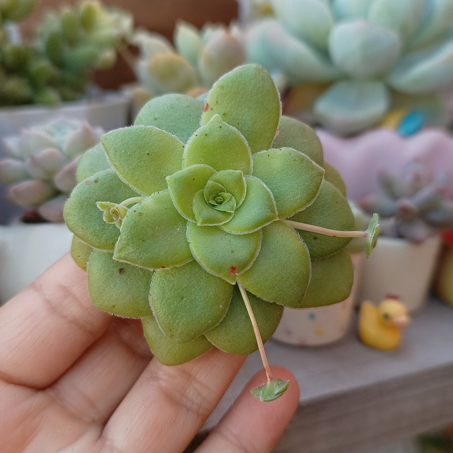Crassula orbicularis
