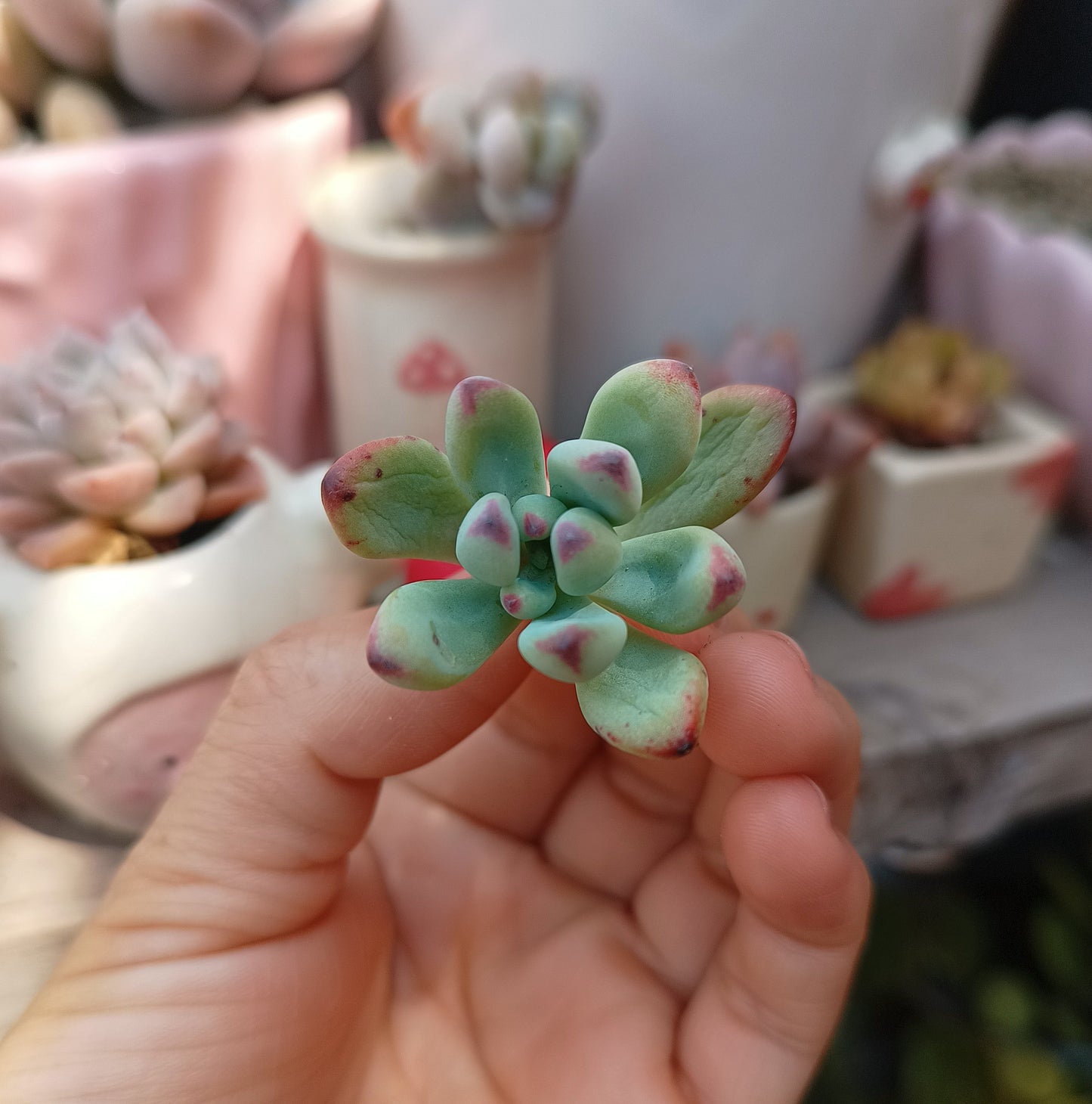 Sedum commixtum