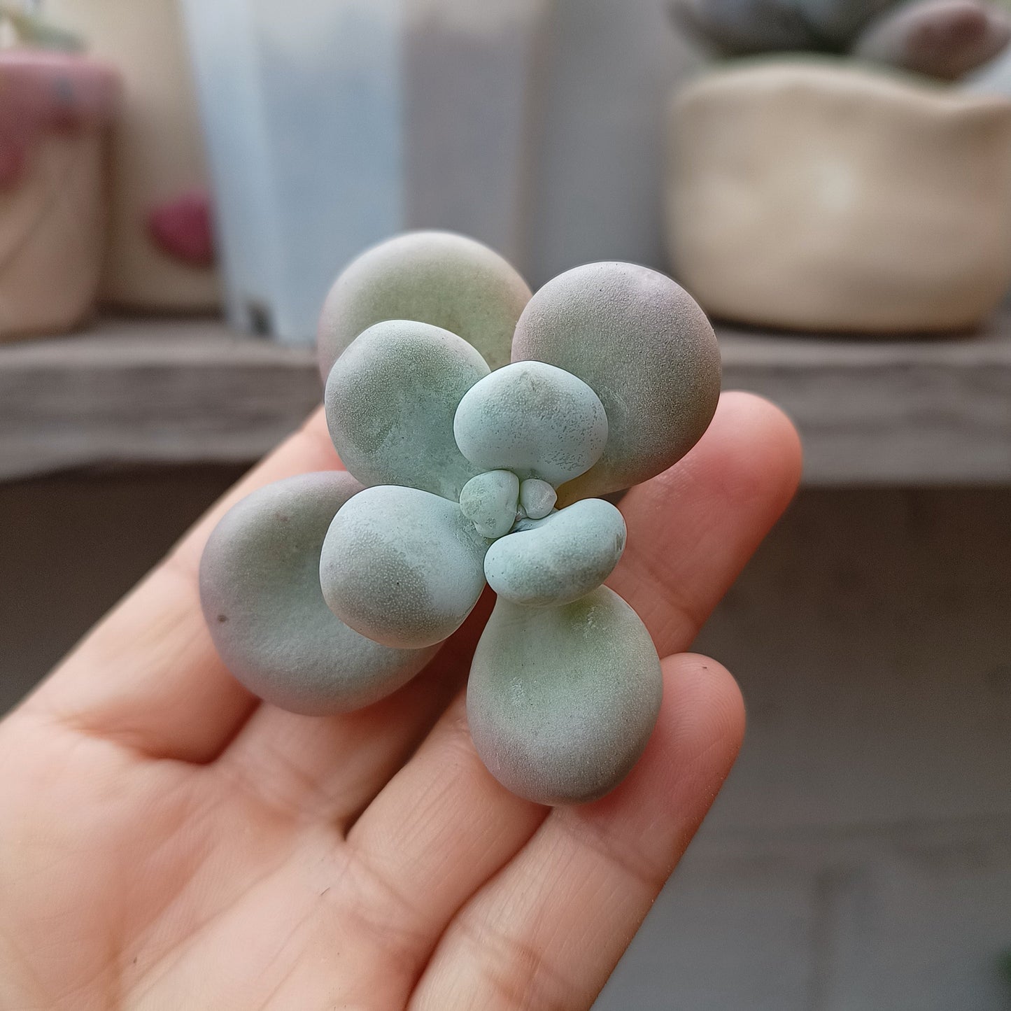 Pachyphytum 'Cheese'