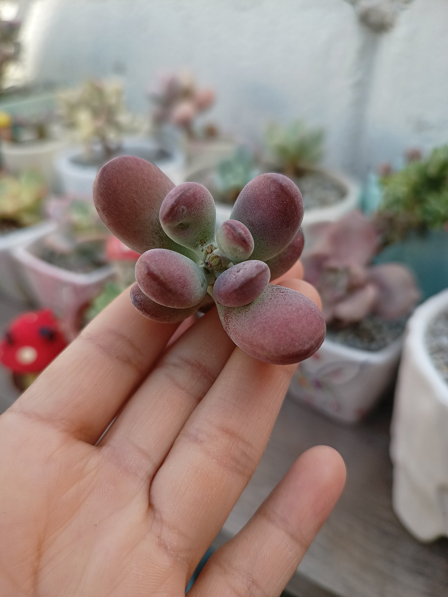 Cotyledon orbiculata var. oophylla