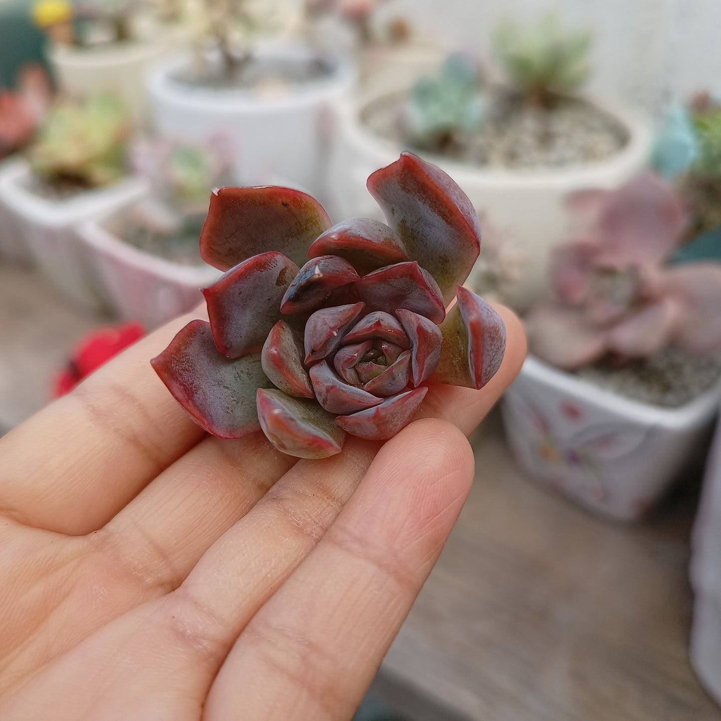 Echeveria 'Dark Ice' 🇰🇷