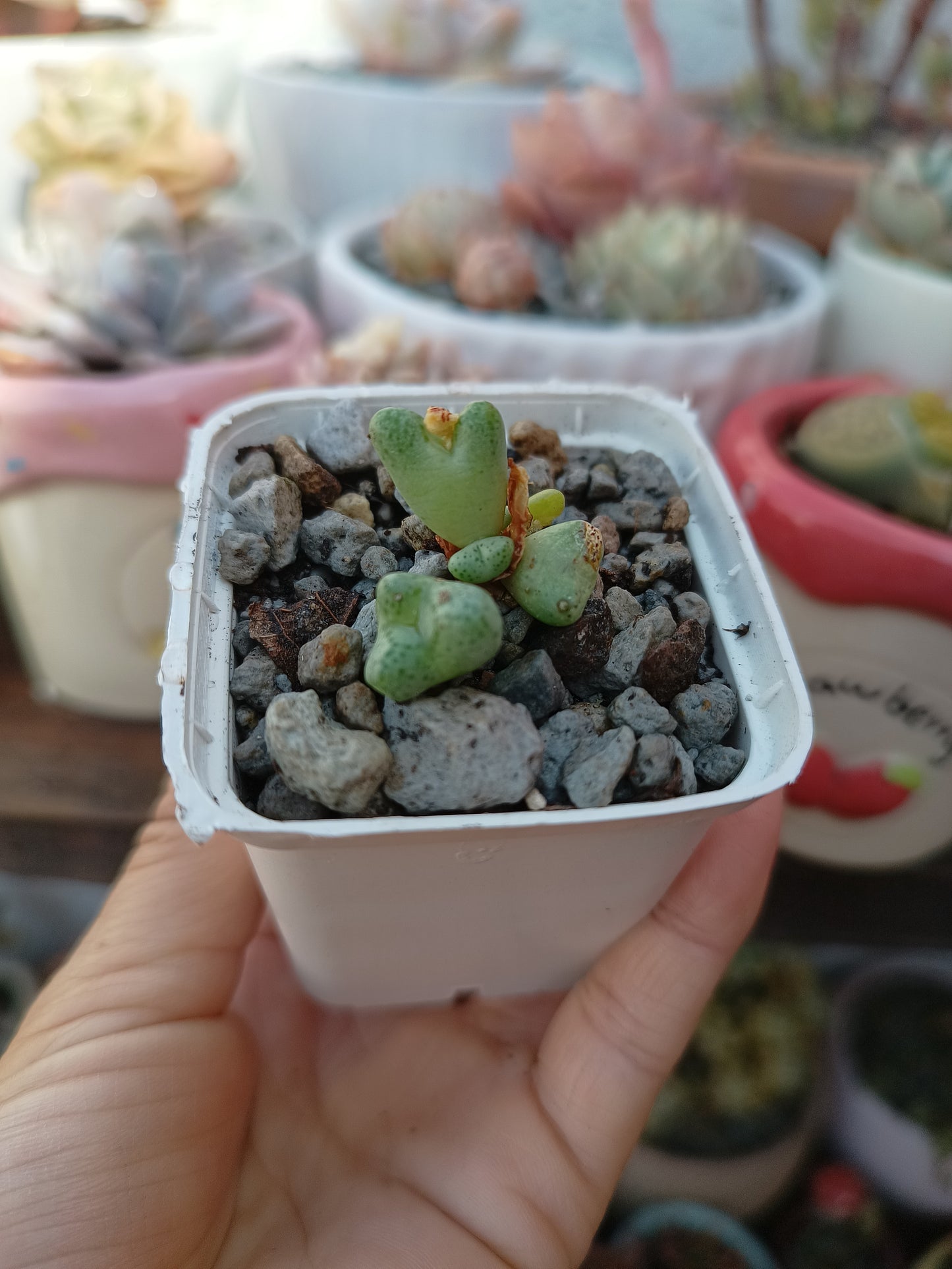 Conophytum bilobum