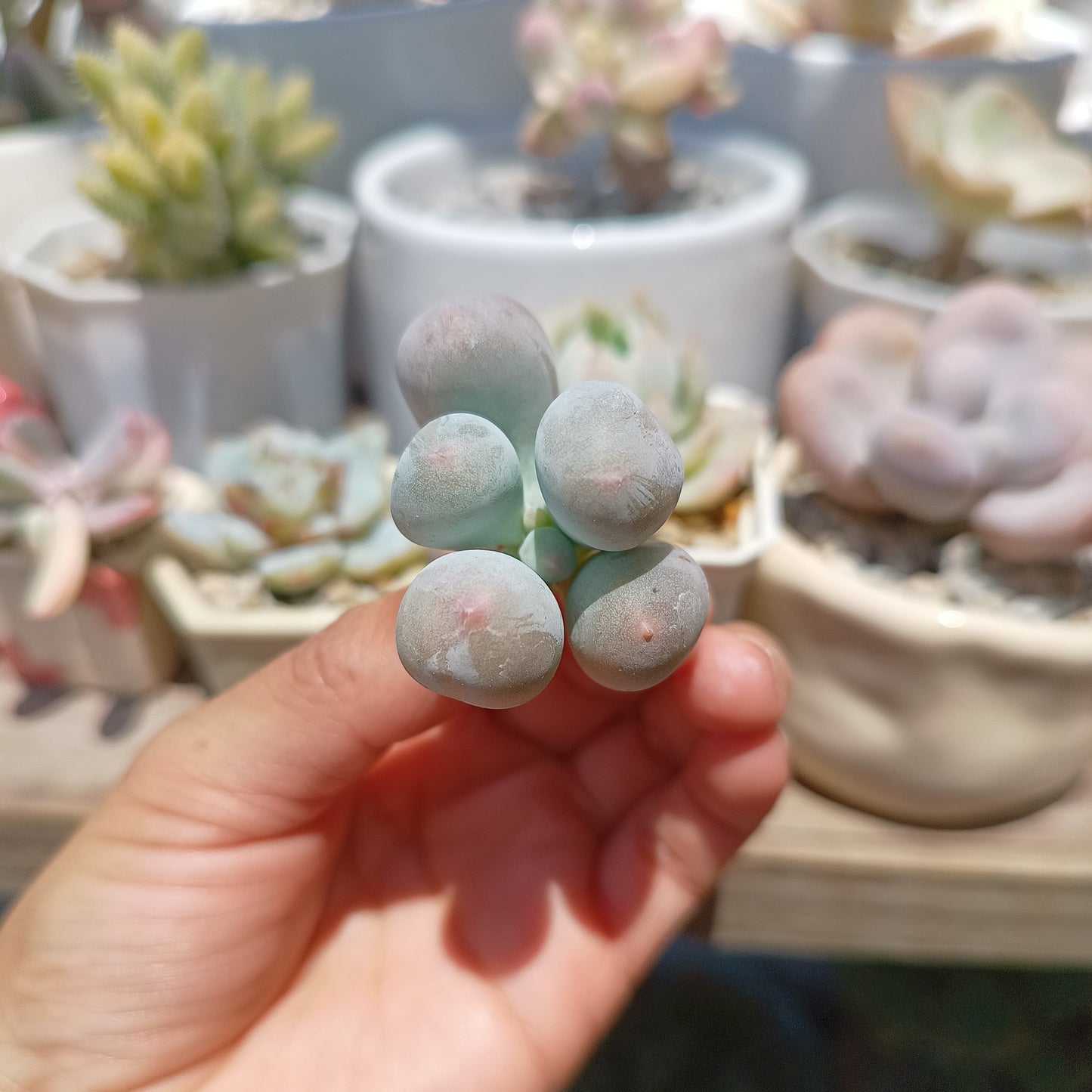Pachyphytum 'Mikomin'