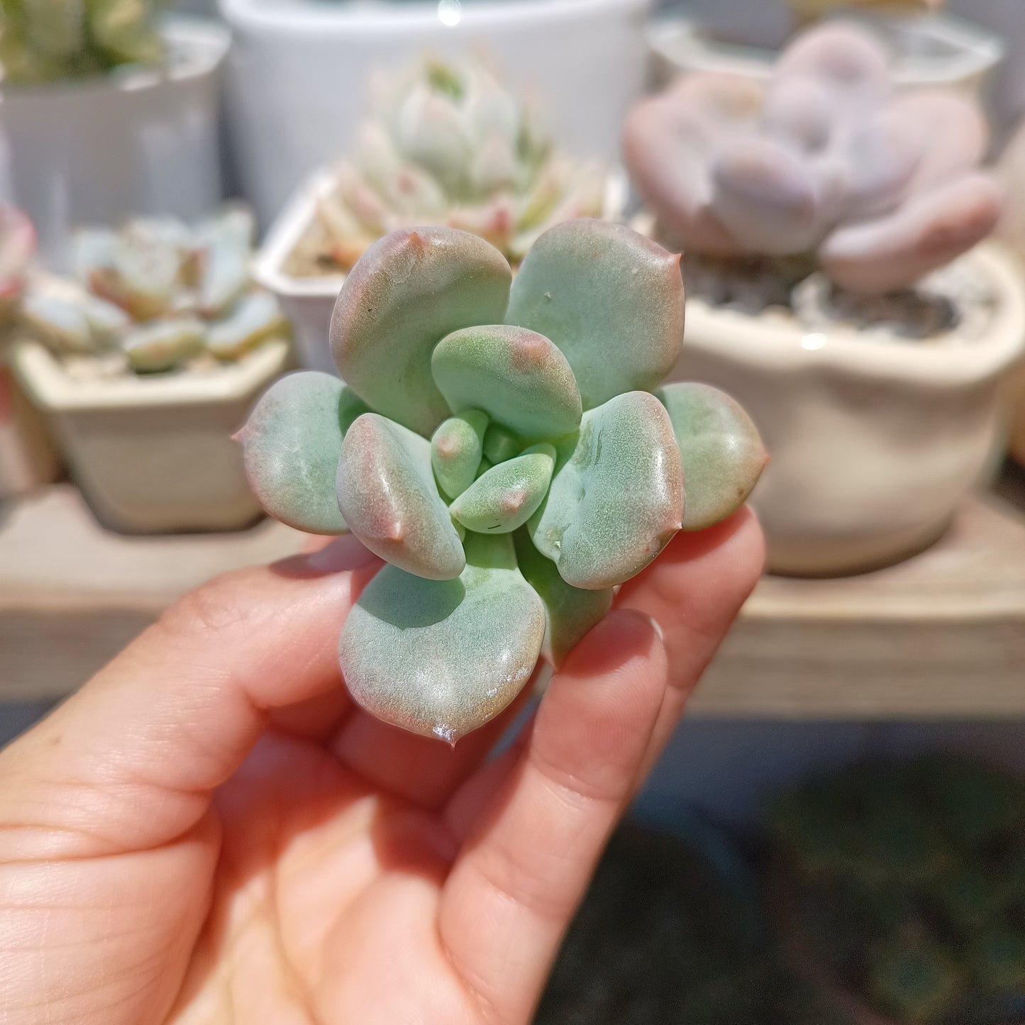Echeveria 'Sunset Rain' 🇰🇷