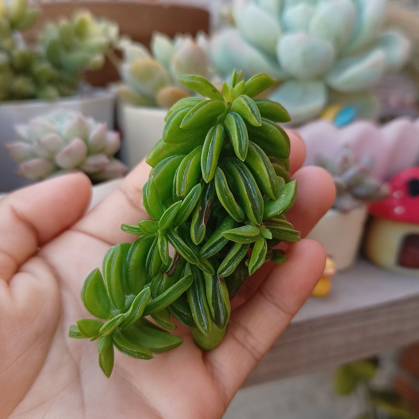 Peperomia dolabriformis