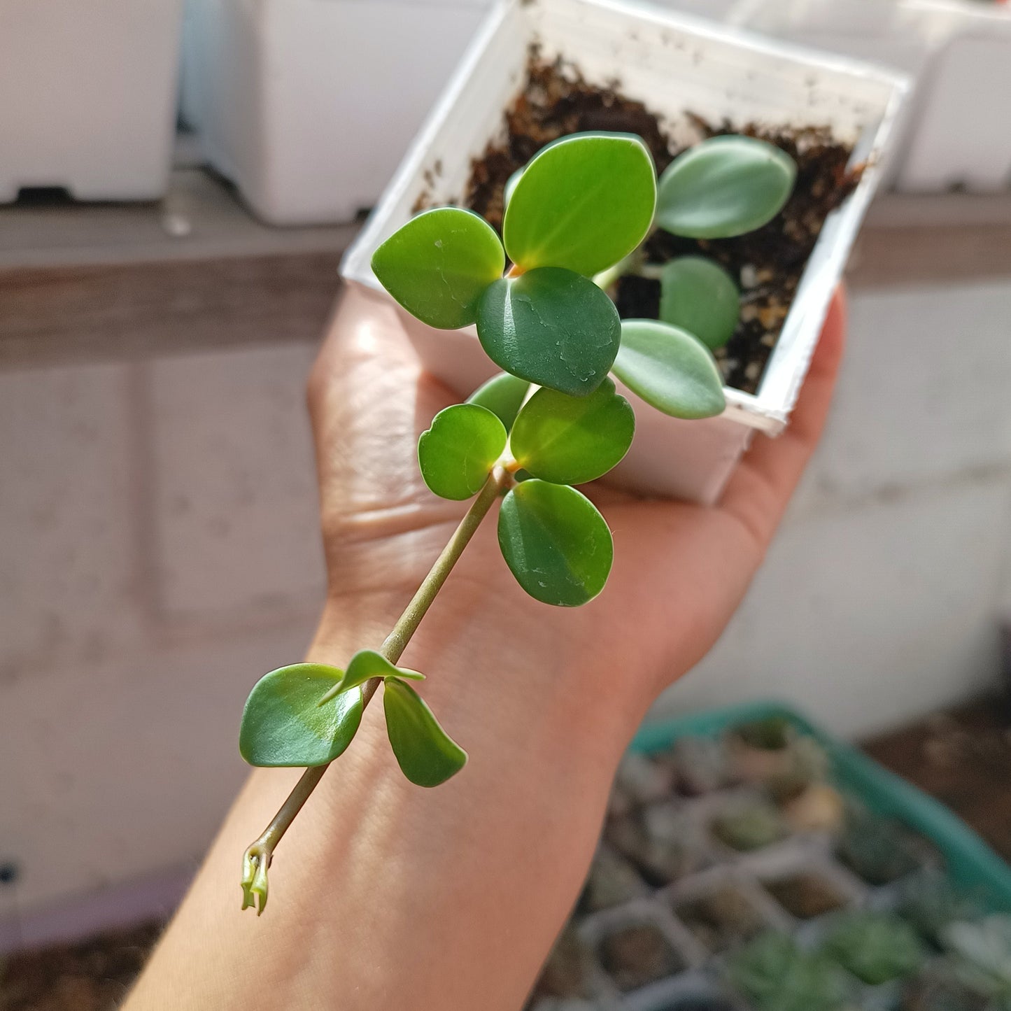 Peperomia 'Hope'