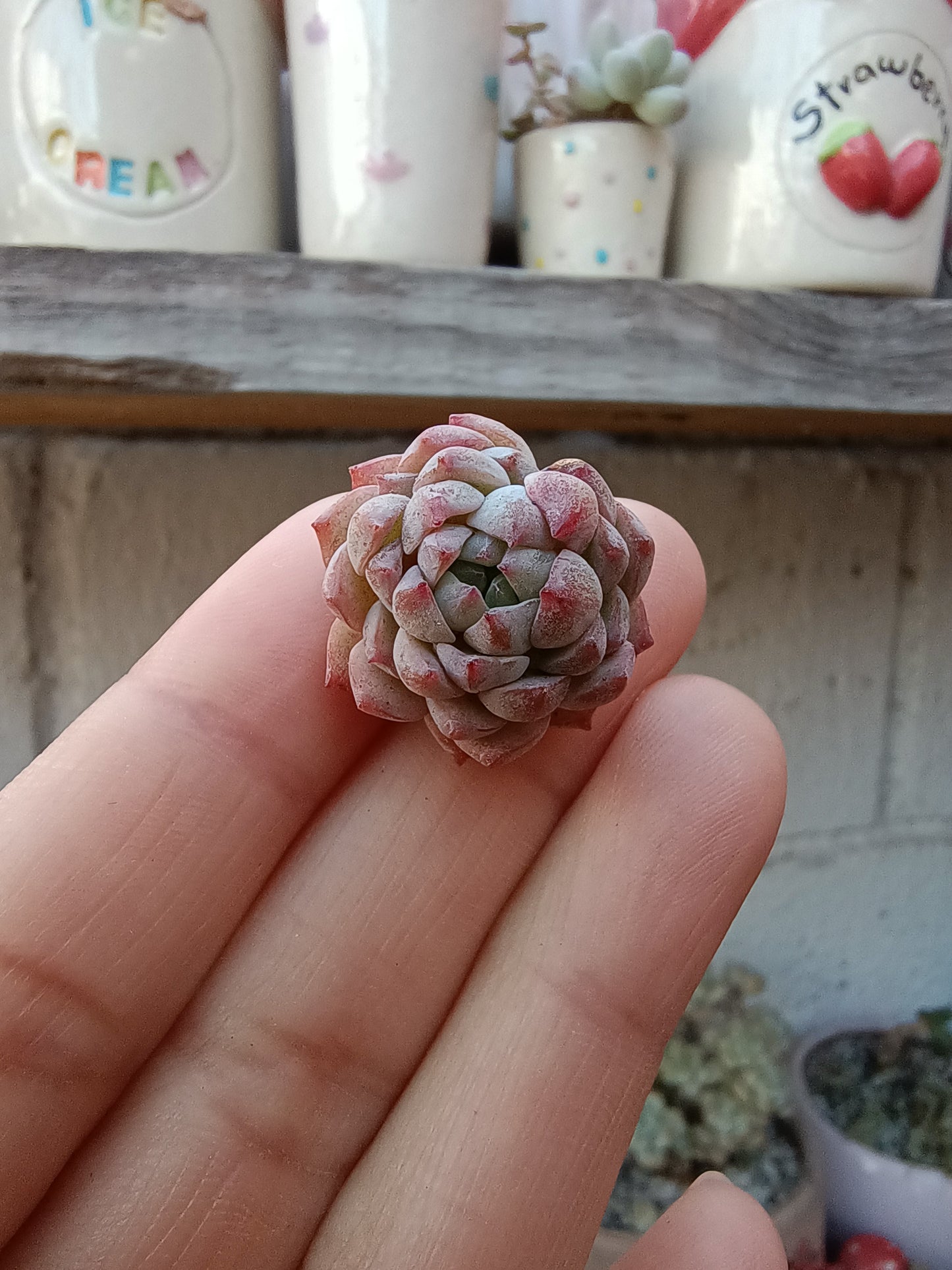 Echeveria 'Vincent Catto' × 'Red Ball'