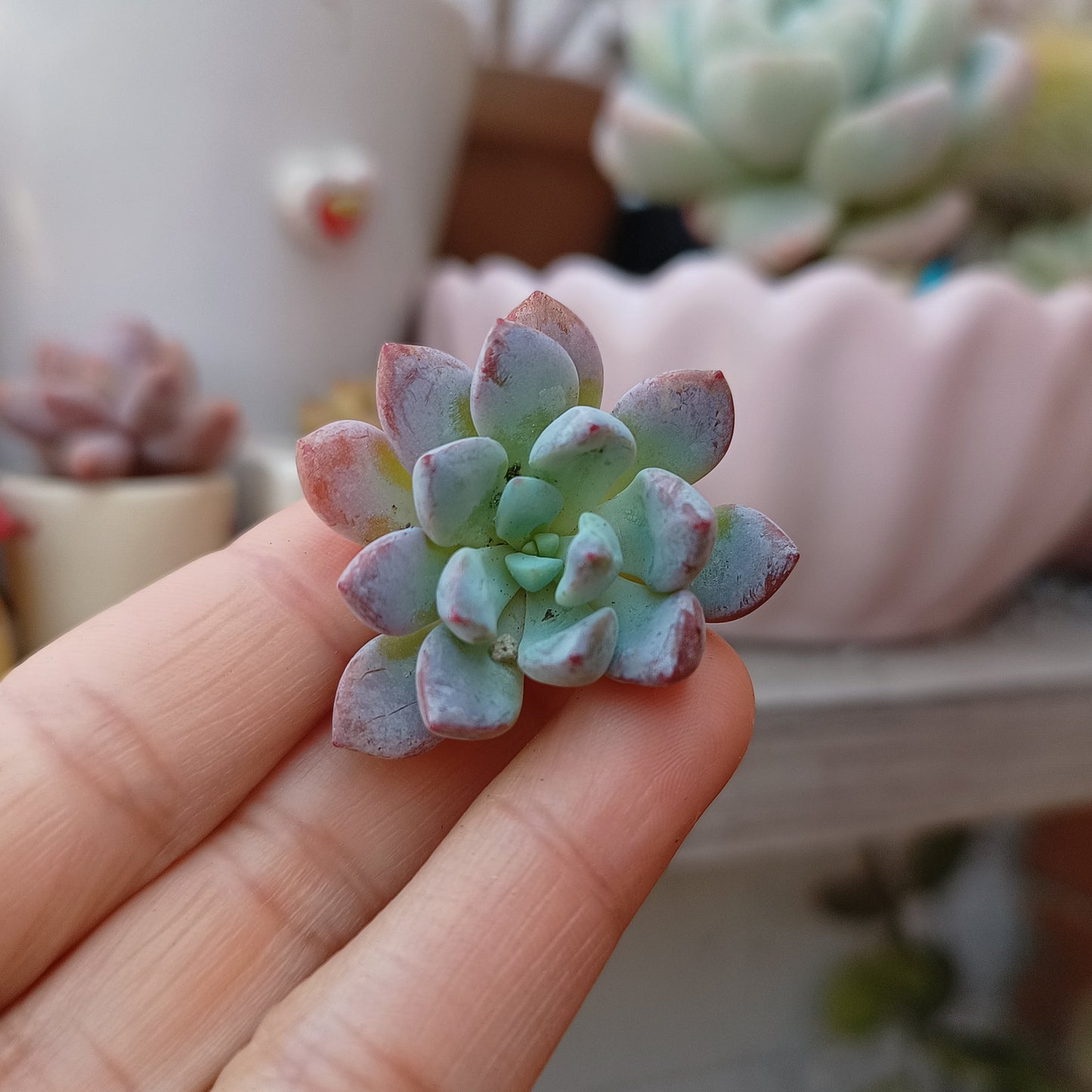 G. 'Lilac Carpet'