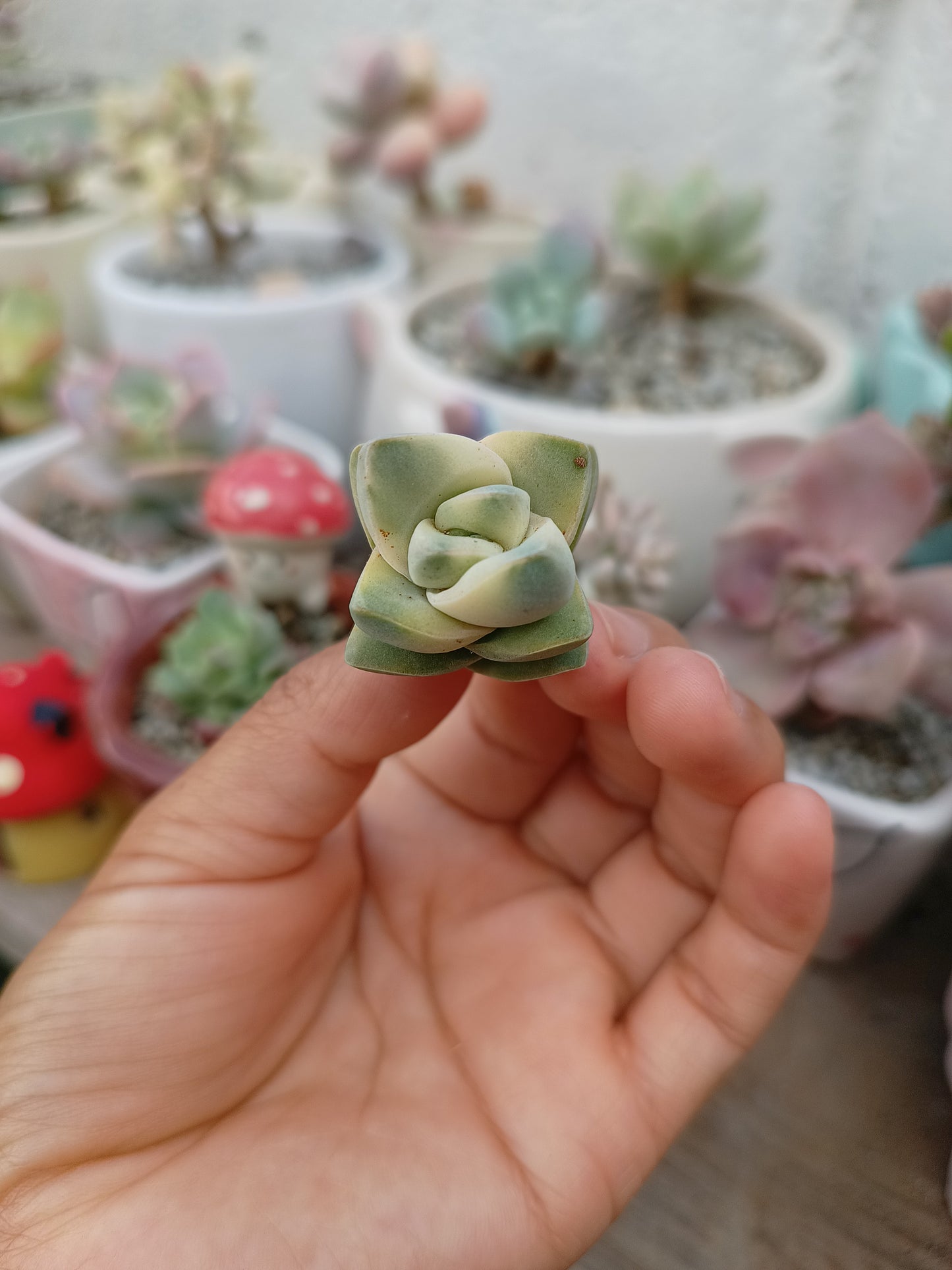 Crassula moonglow variegata