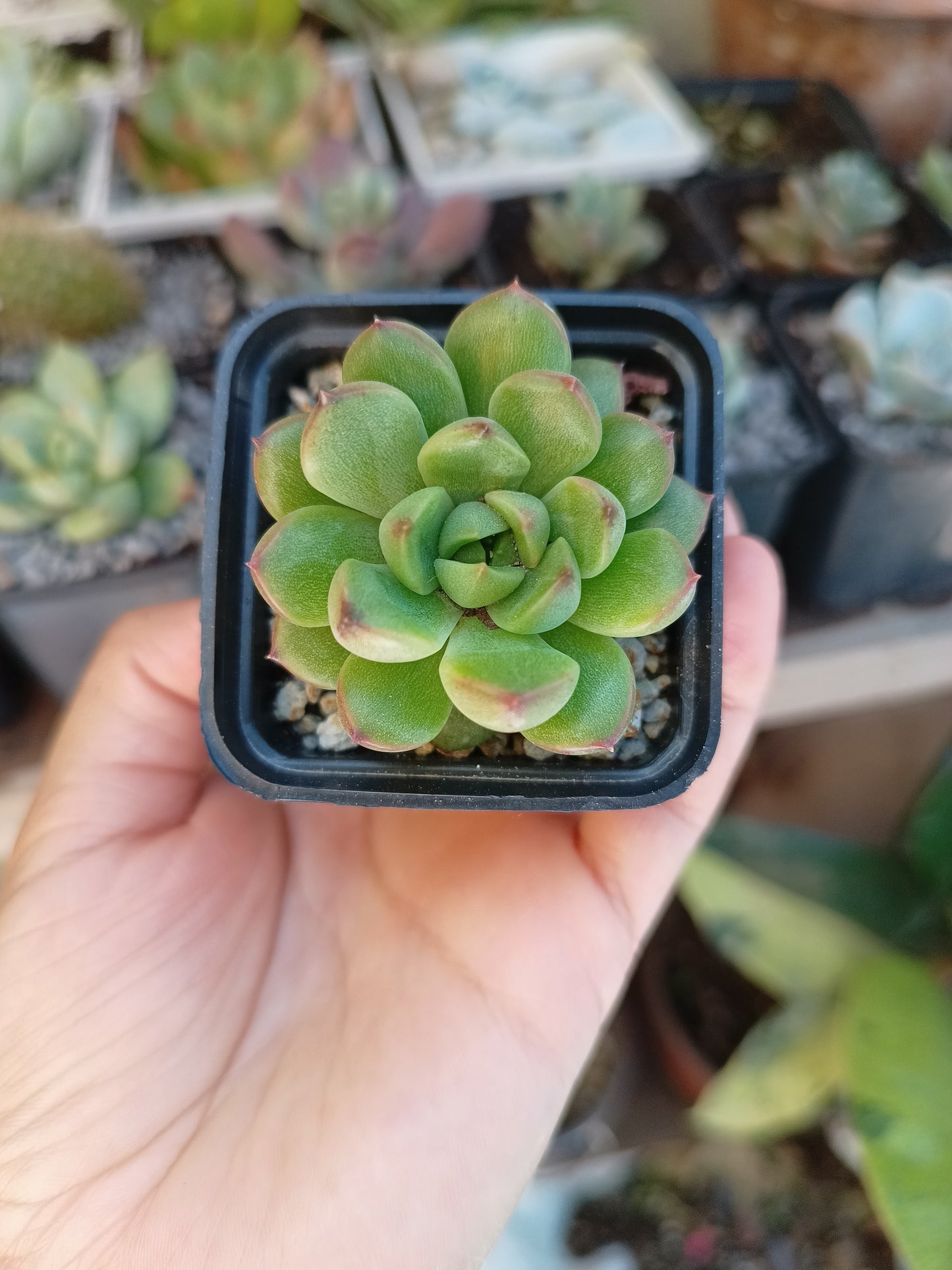 Echeveria 'Cacao Tips'
