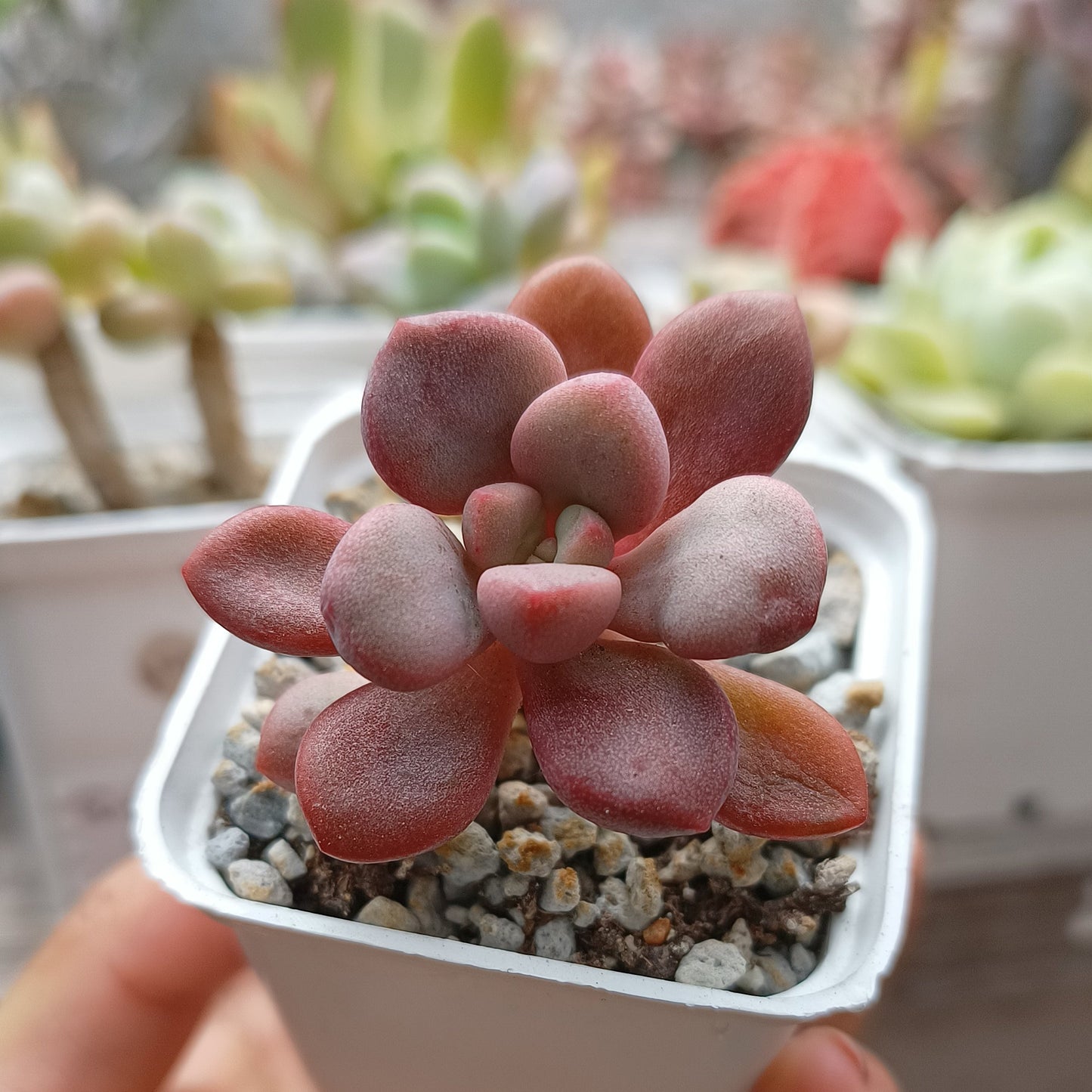 Echeveria 'Polari Heart'