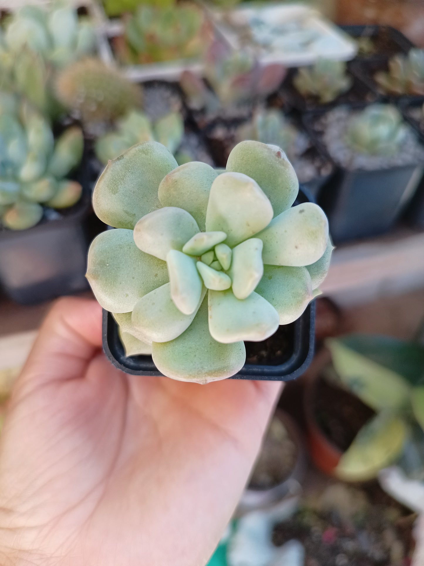 Echeveria 'Cream Puff' 🇰🇷