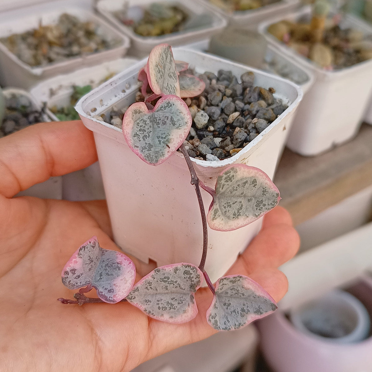 Ceropegia woodii variegata