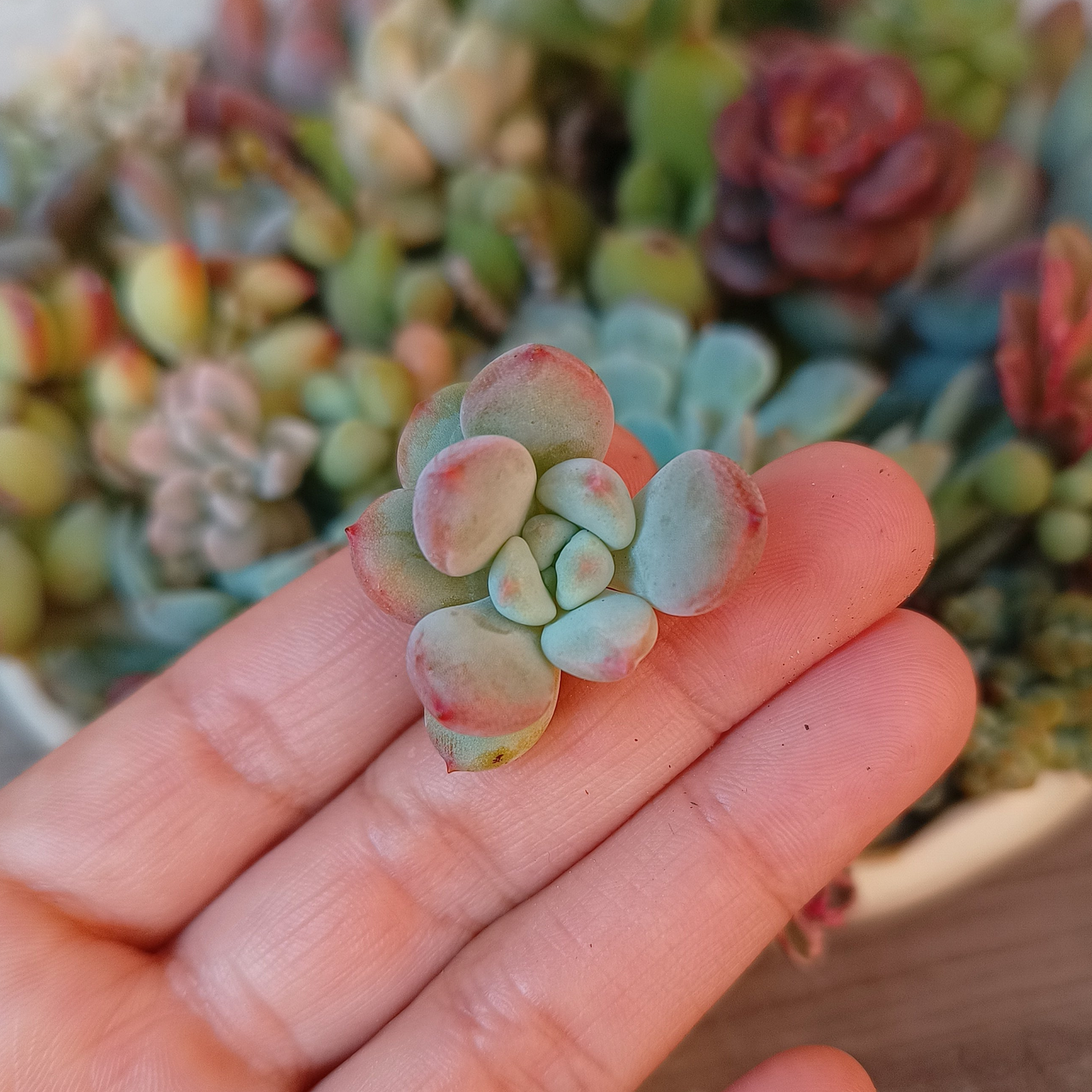 Echeveria 'Dior Candy'