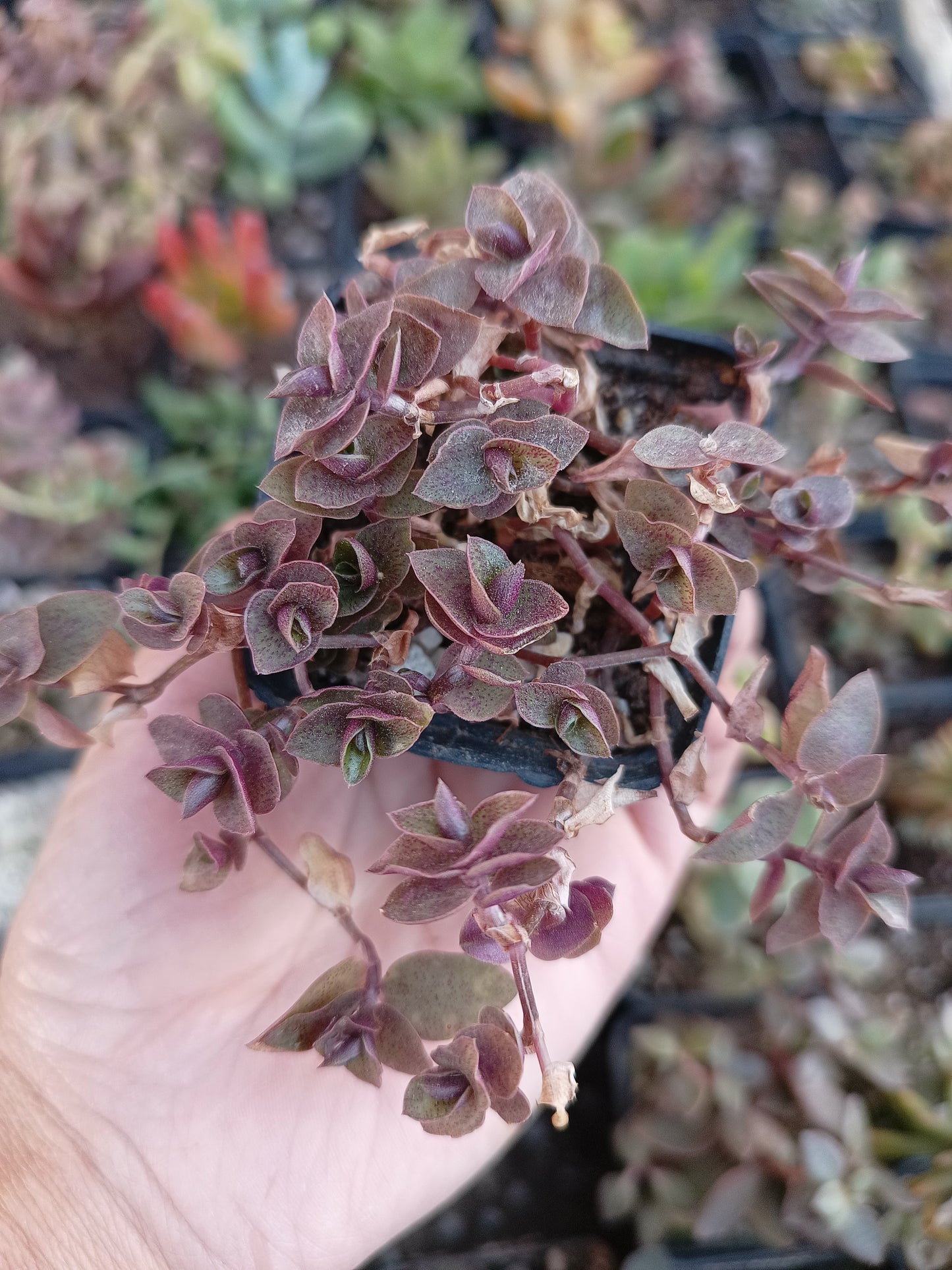 Callisia repens