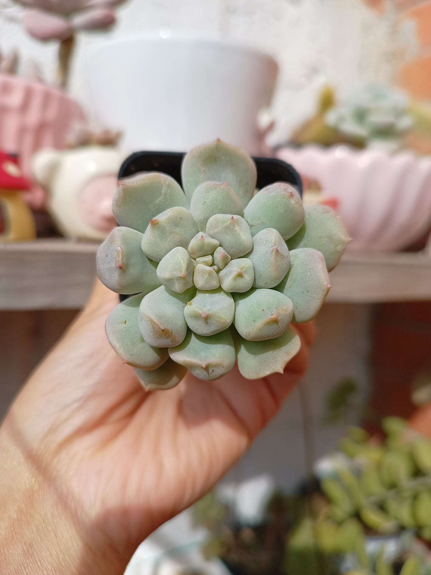 Echeveria 'Cream Puff' 🇰🇷