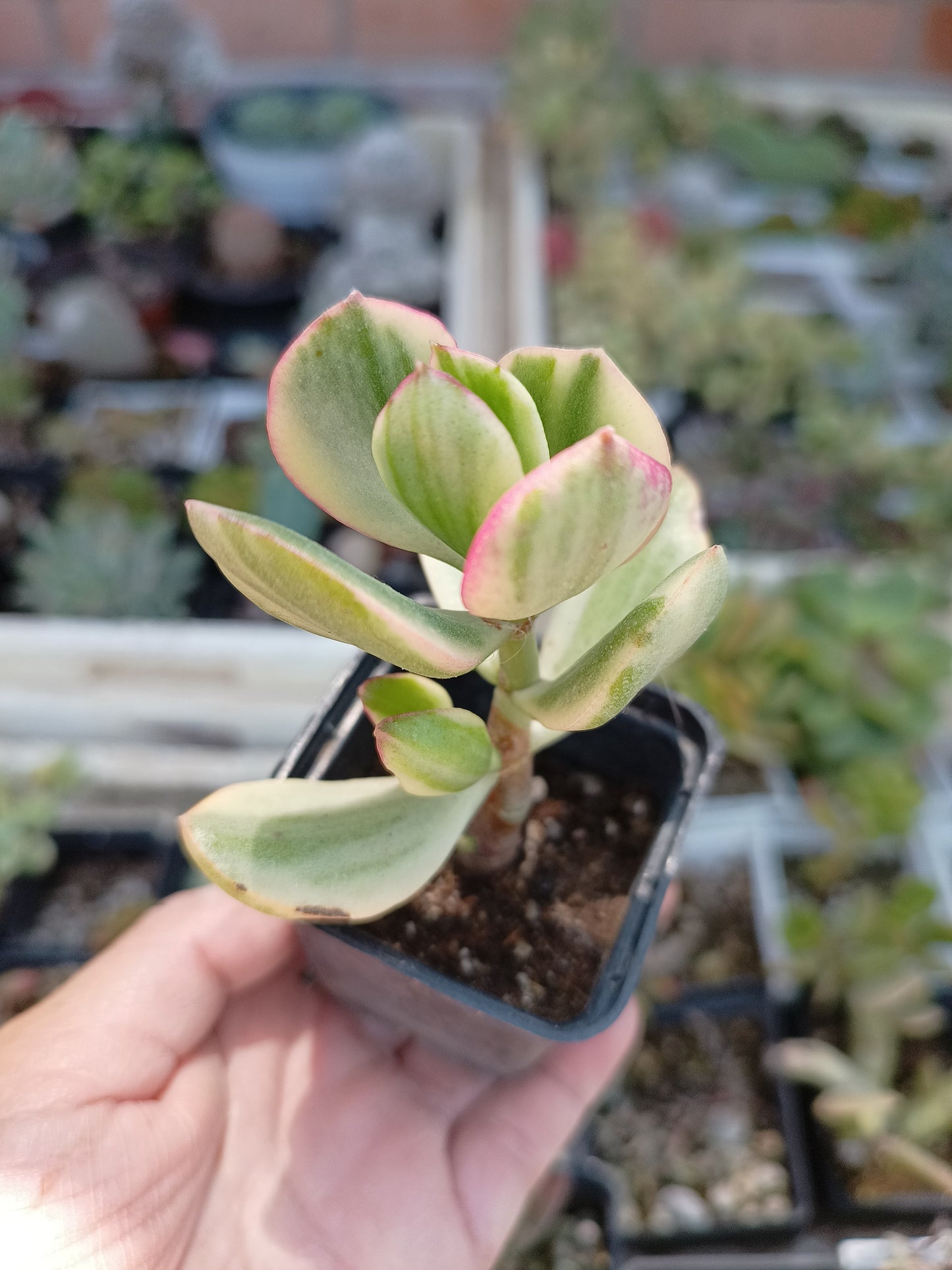 Crassula ovata variegata