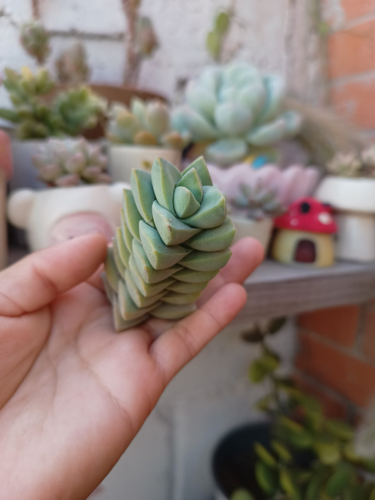 Crassula moonglow