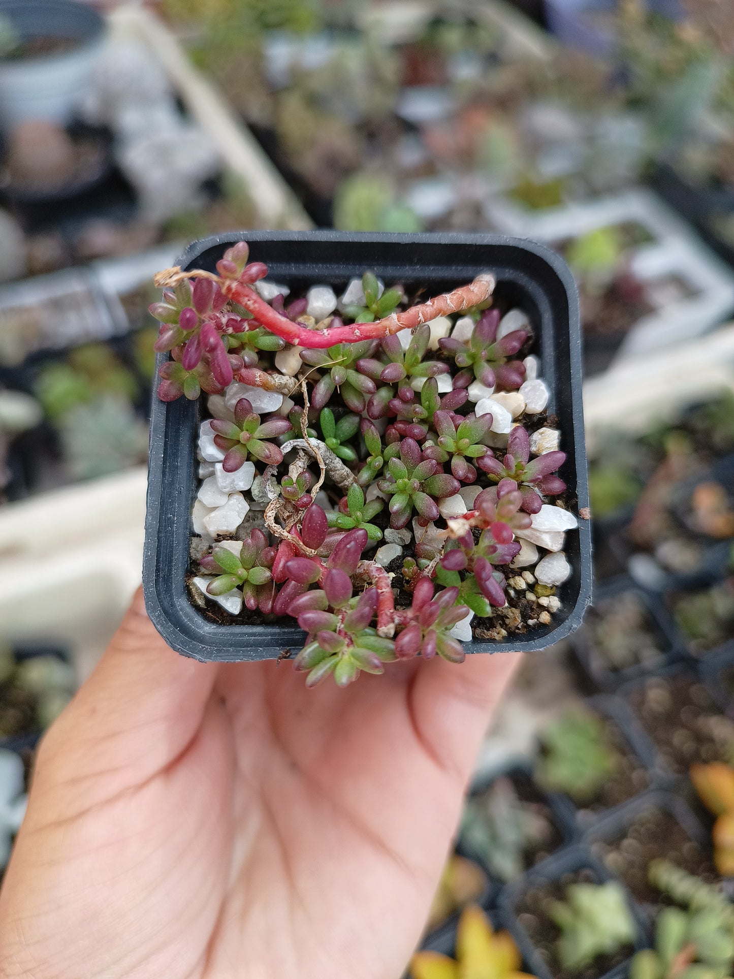 Portulaca gilliesii
