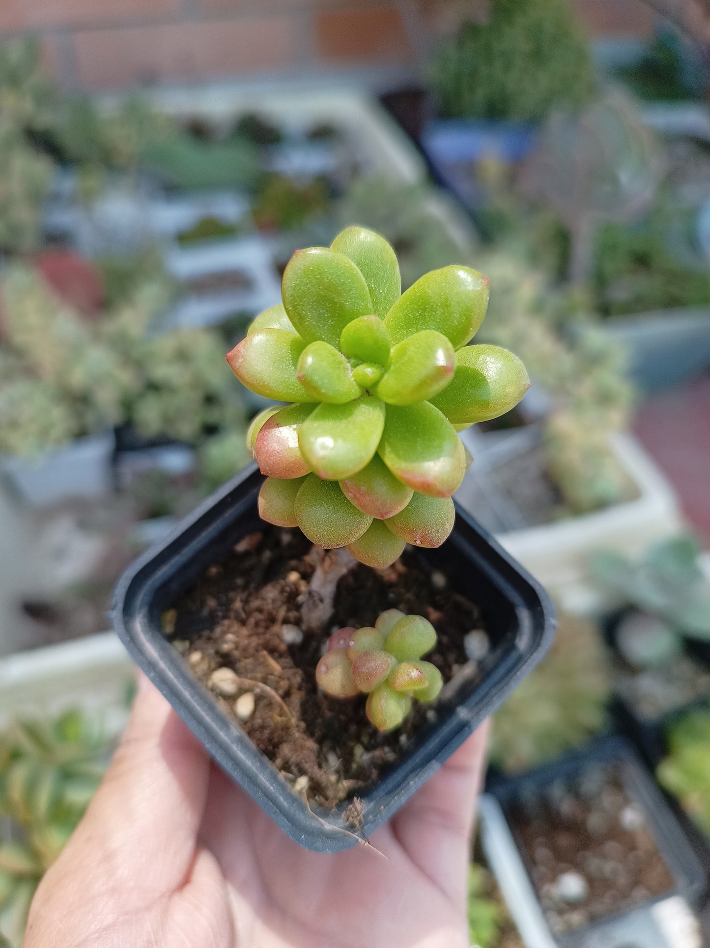 Sedum lucidum
