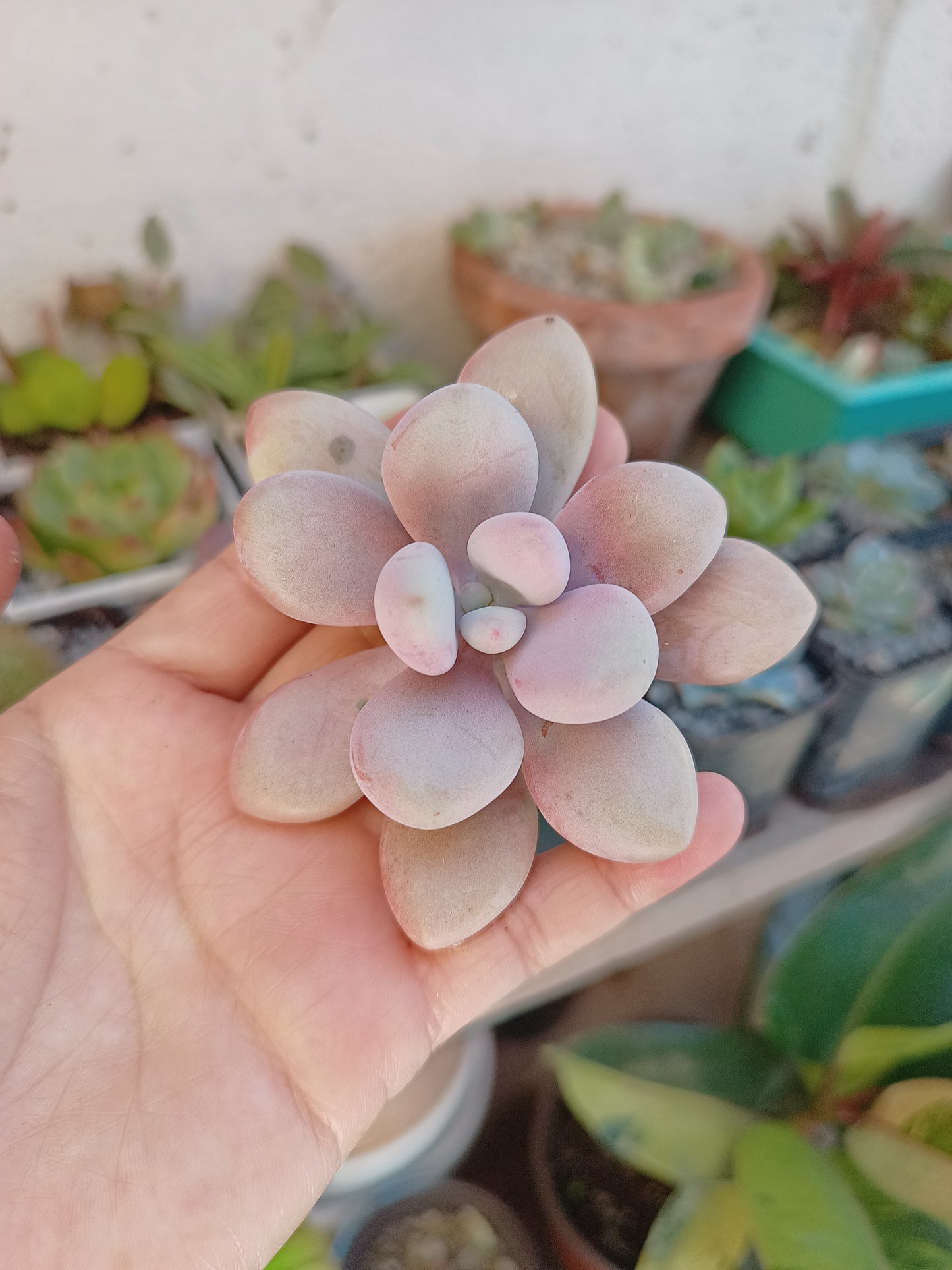 Graptopetalum amethystinum