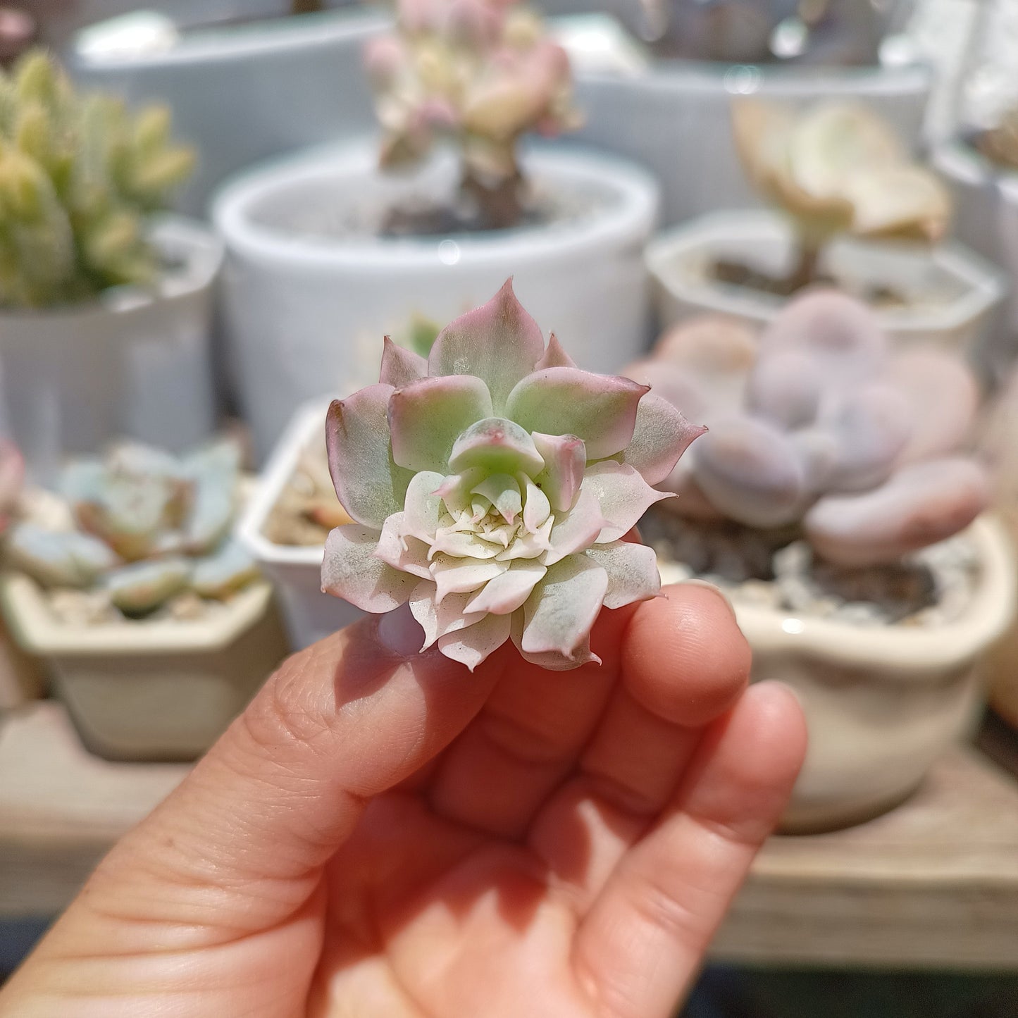 Echeveria 'Mebina' Variegata