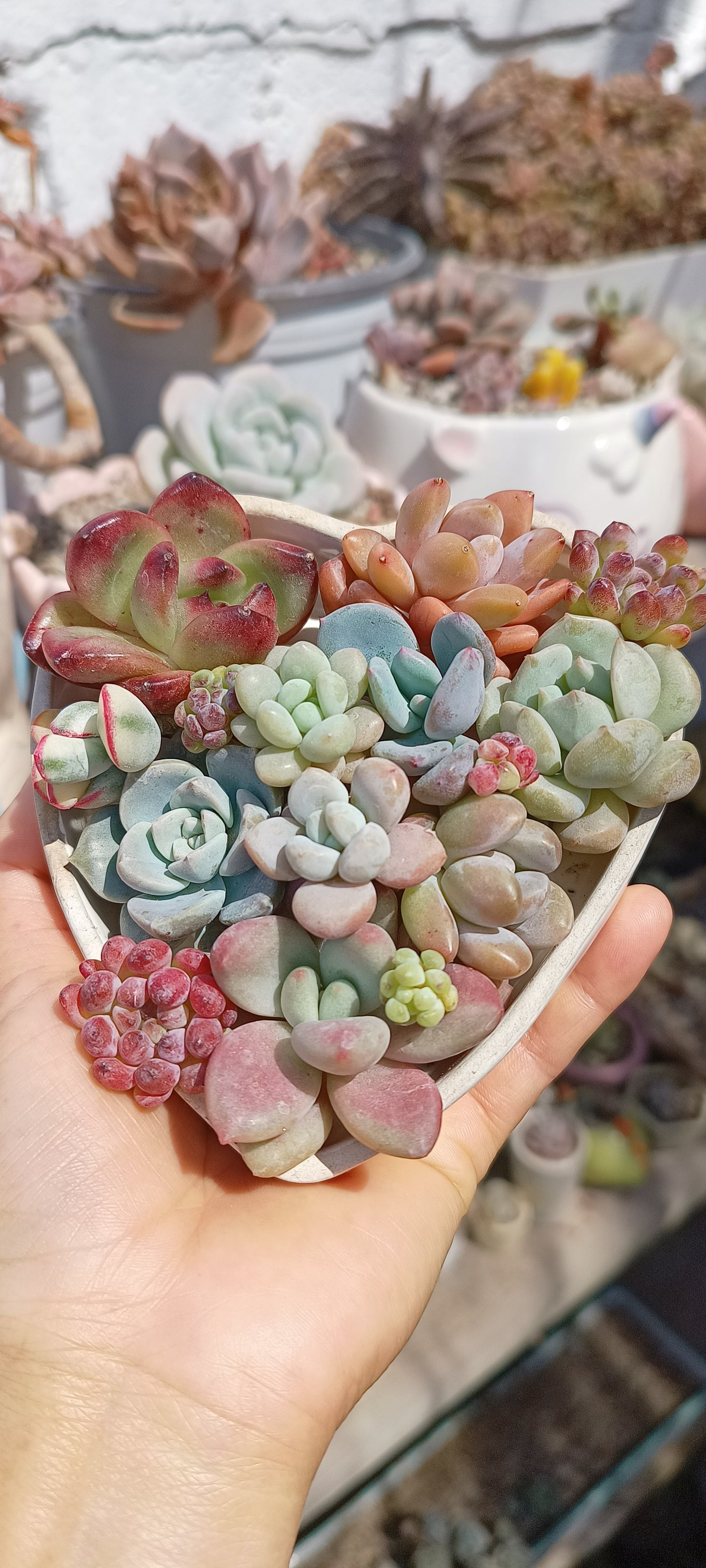 Plantas
