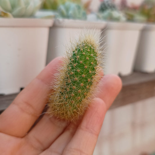 Cleistocactus colademononis 🐒