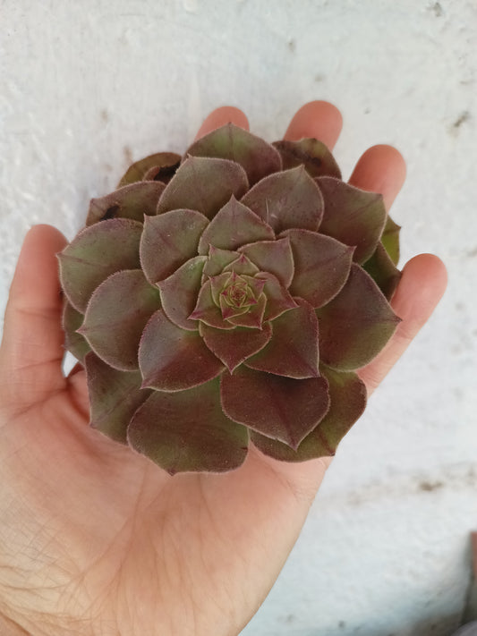 Aeonium arboreum 'Velour'