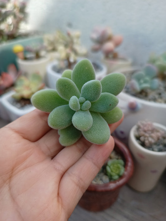 Sedum hintonii