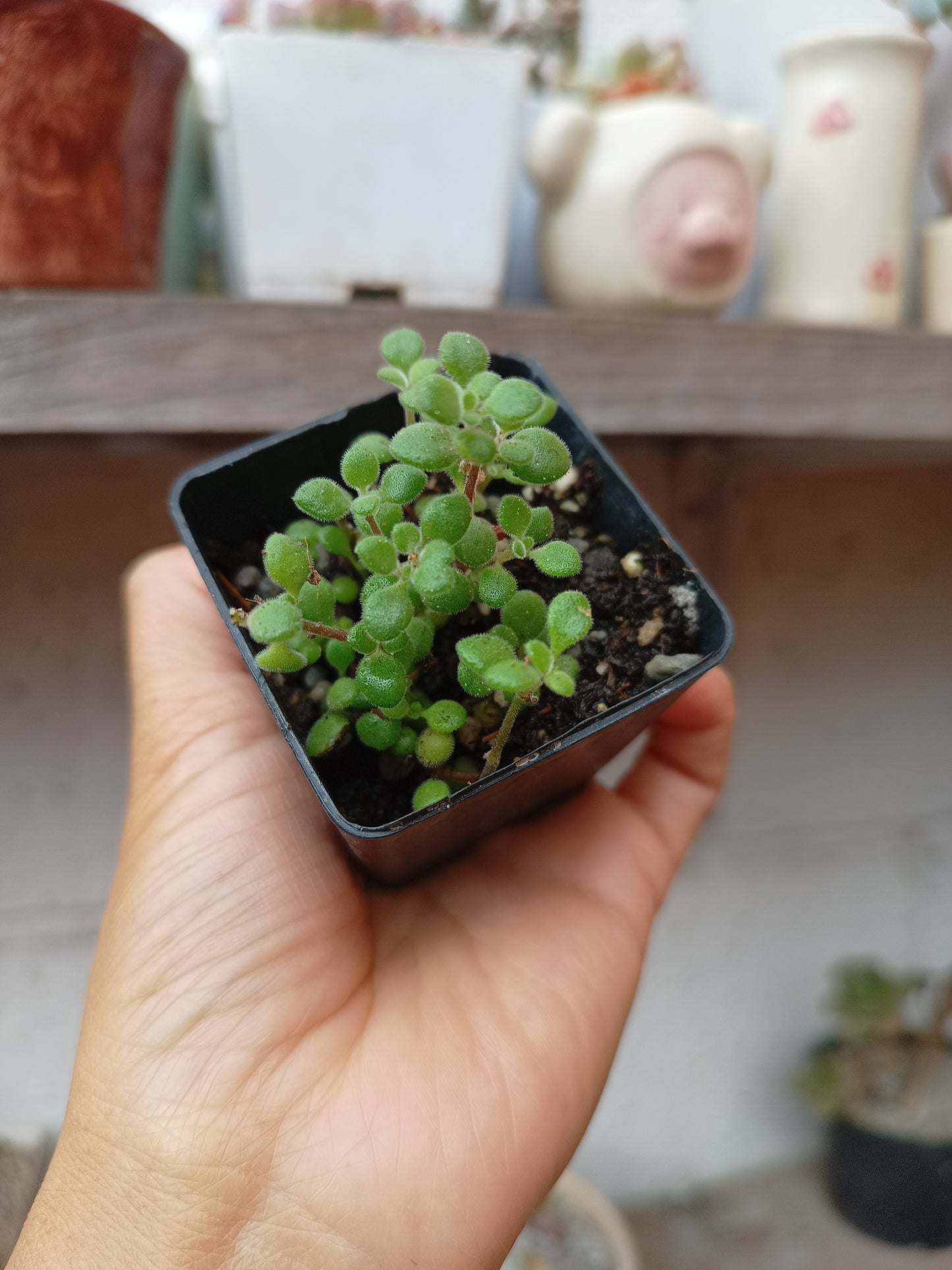 Crassula expansa