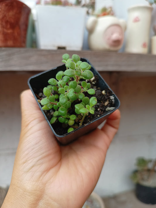 Crassula expansa