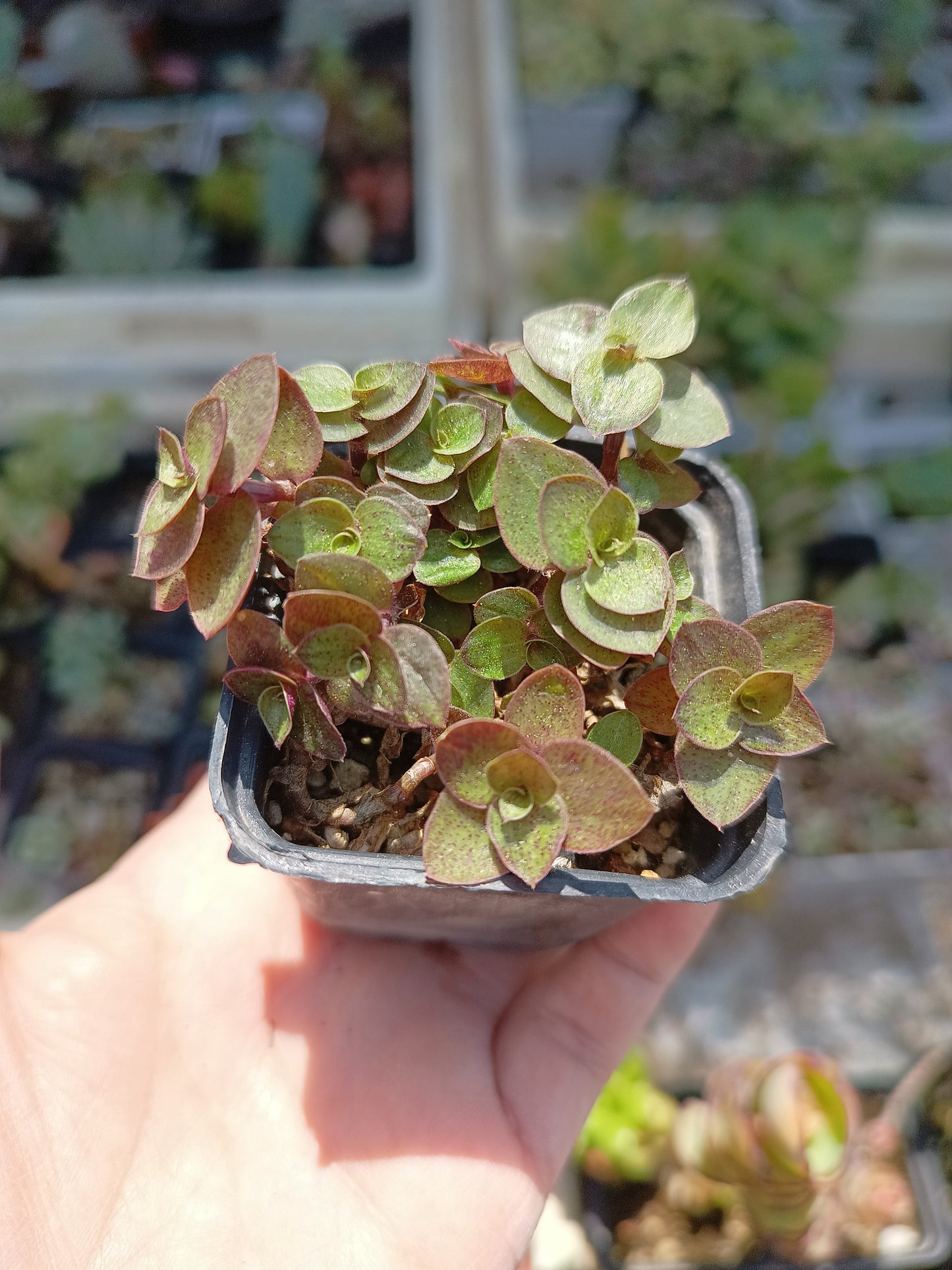 Callisia repens