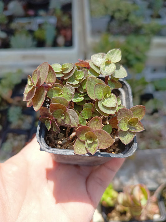 Callisia repens